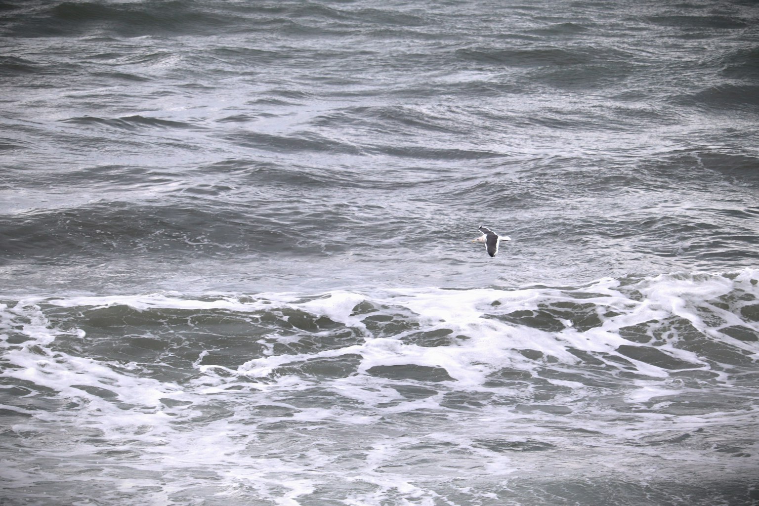 Un petit oiseau flottant sur les vagues de l'océan