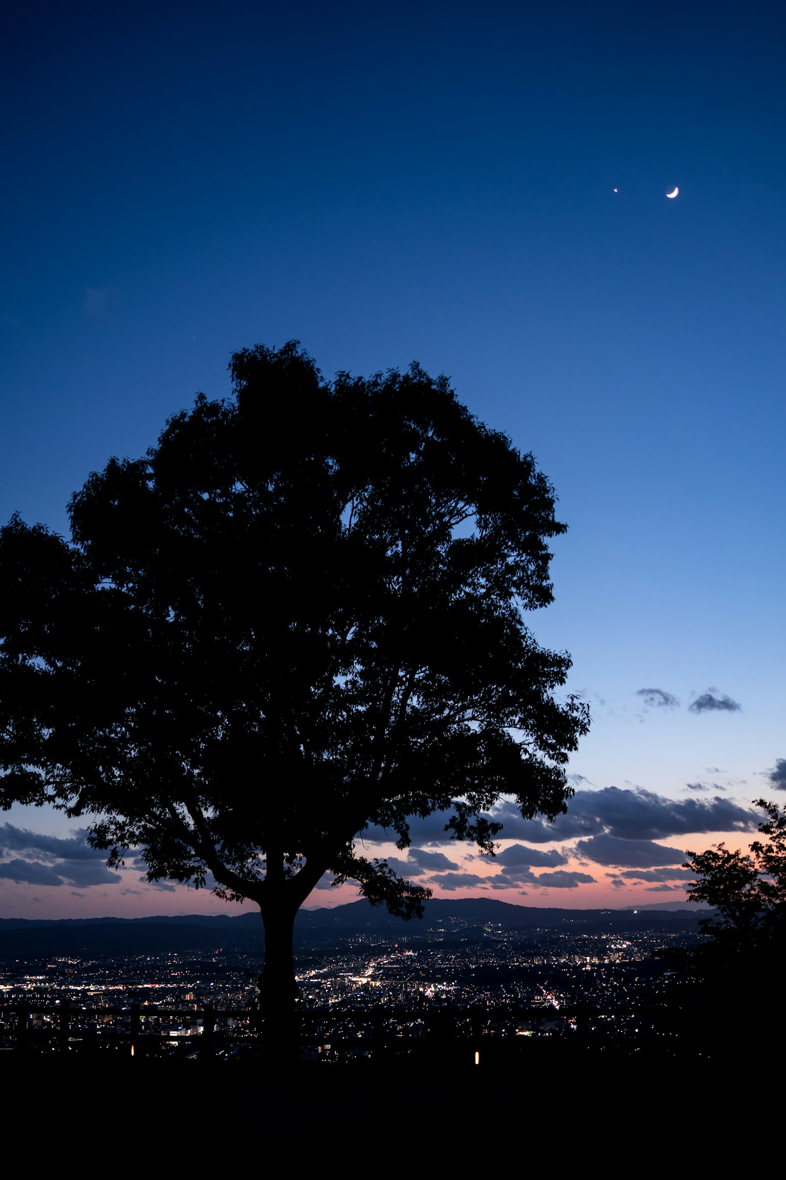Silhouette di un grande albero contro un cielo notturno con luna e stelle visibili