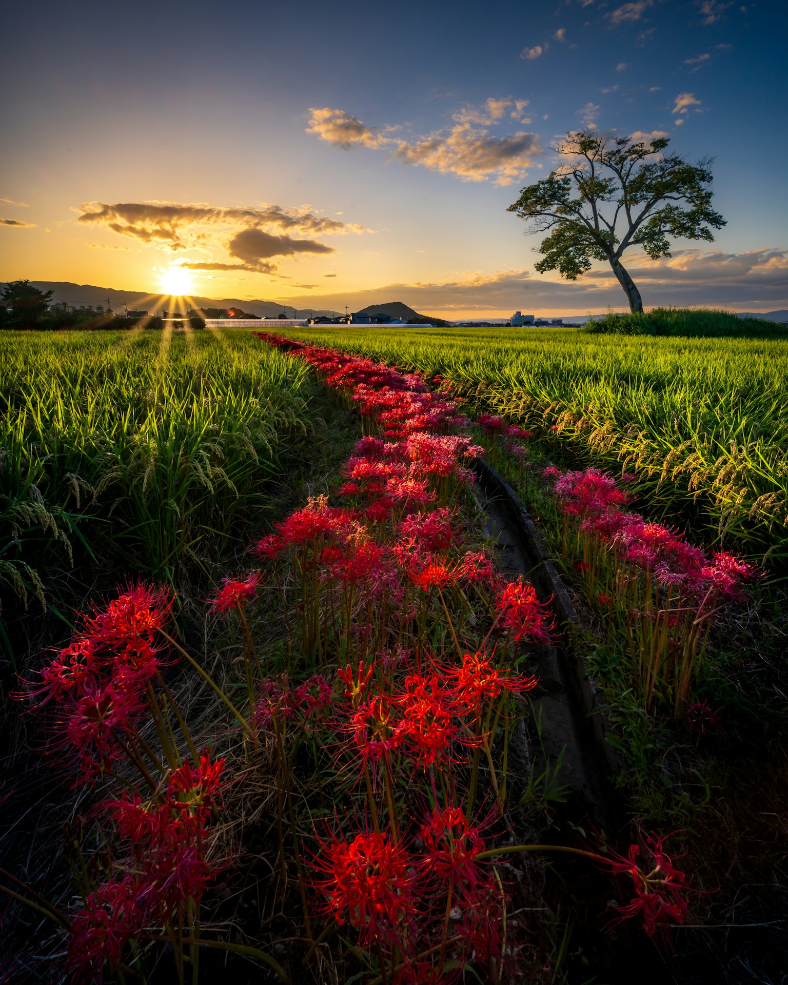 Splendido tramonto su campi di riso con fiori rossi vivaci e un albero solitario