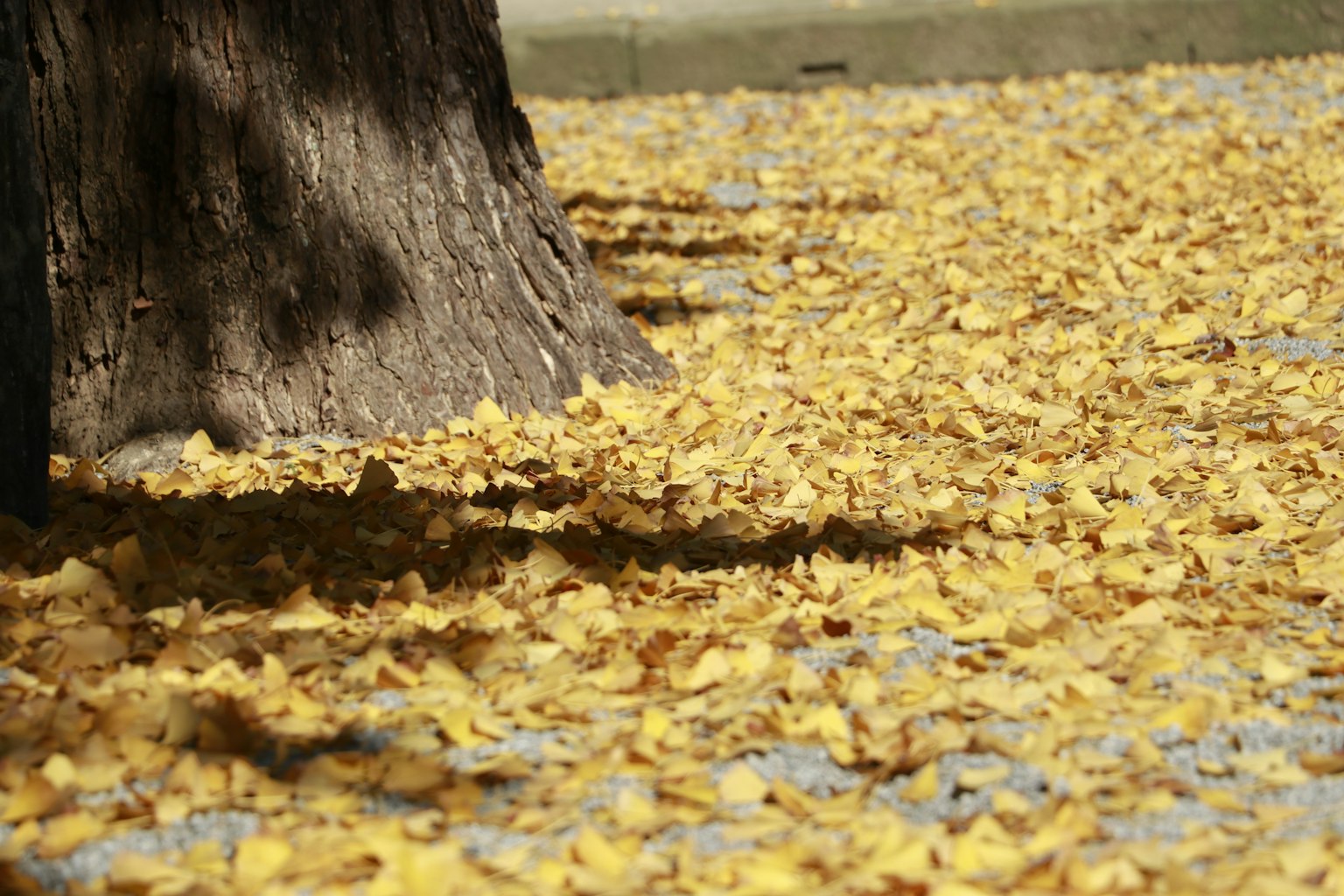 Ground covered with yellow leaves and a tree trunk