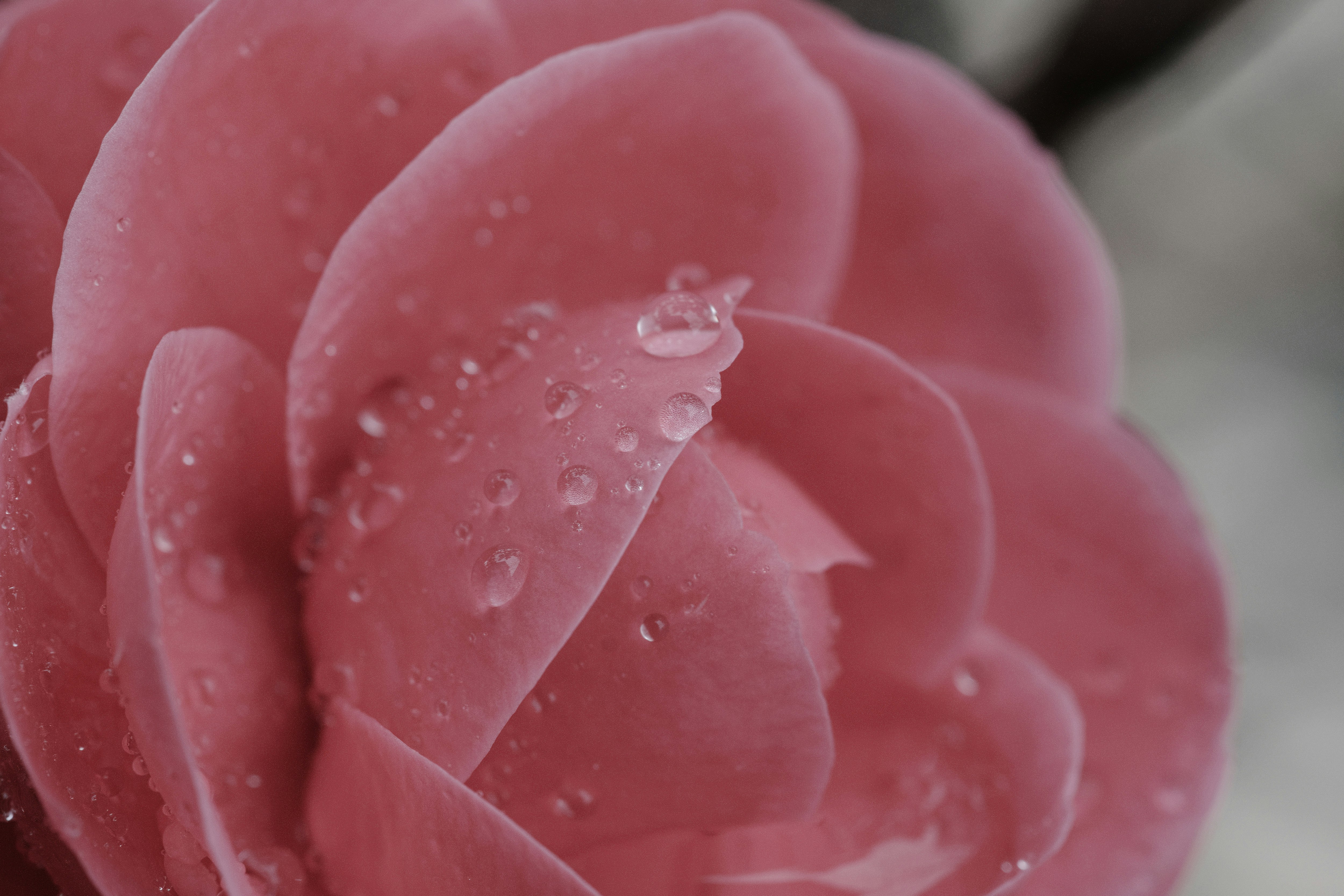 椿の花びらに付いた水玉のマクロ画像