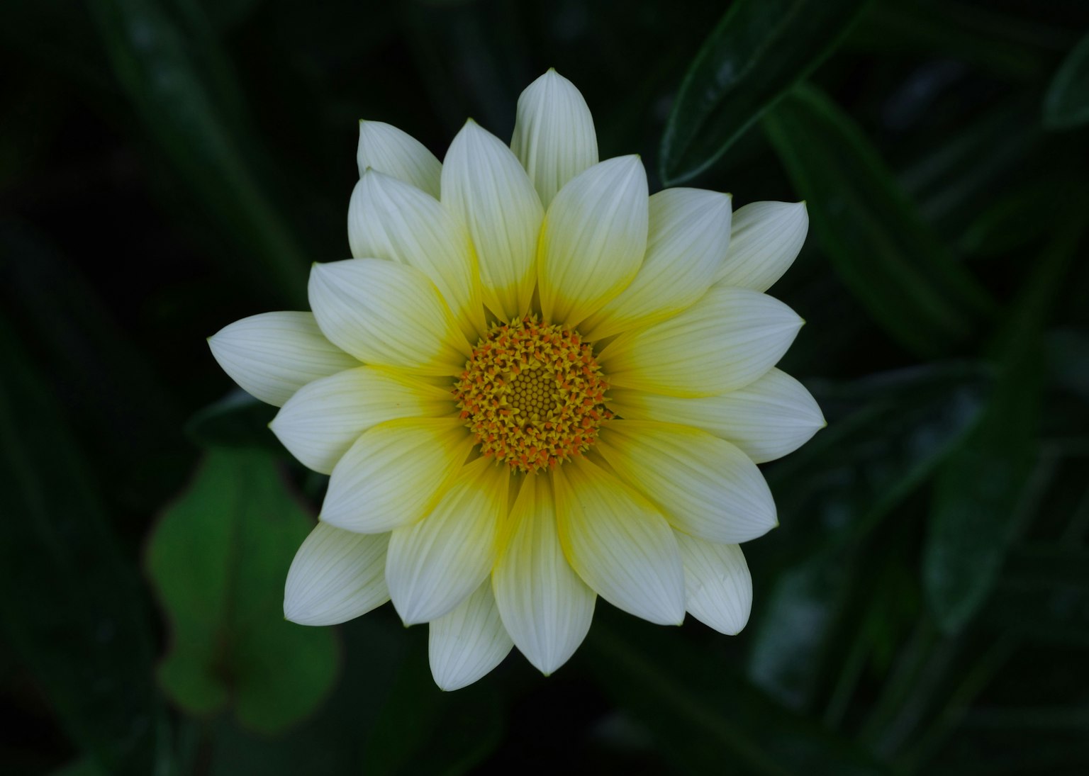 Un fiore bianco e giallo circondato da foglie verdi