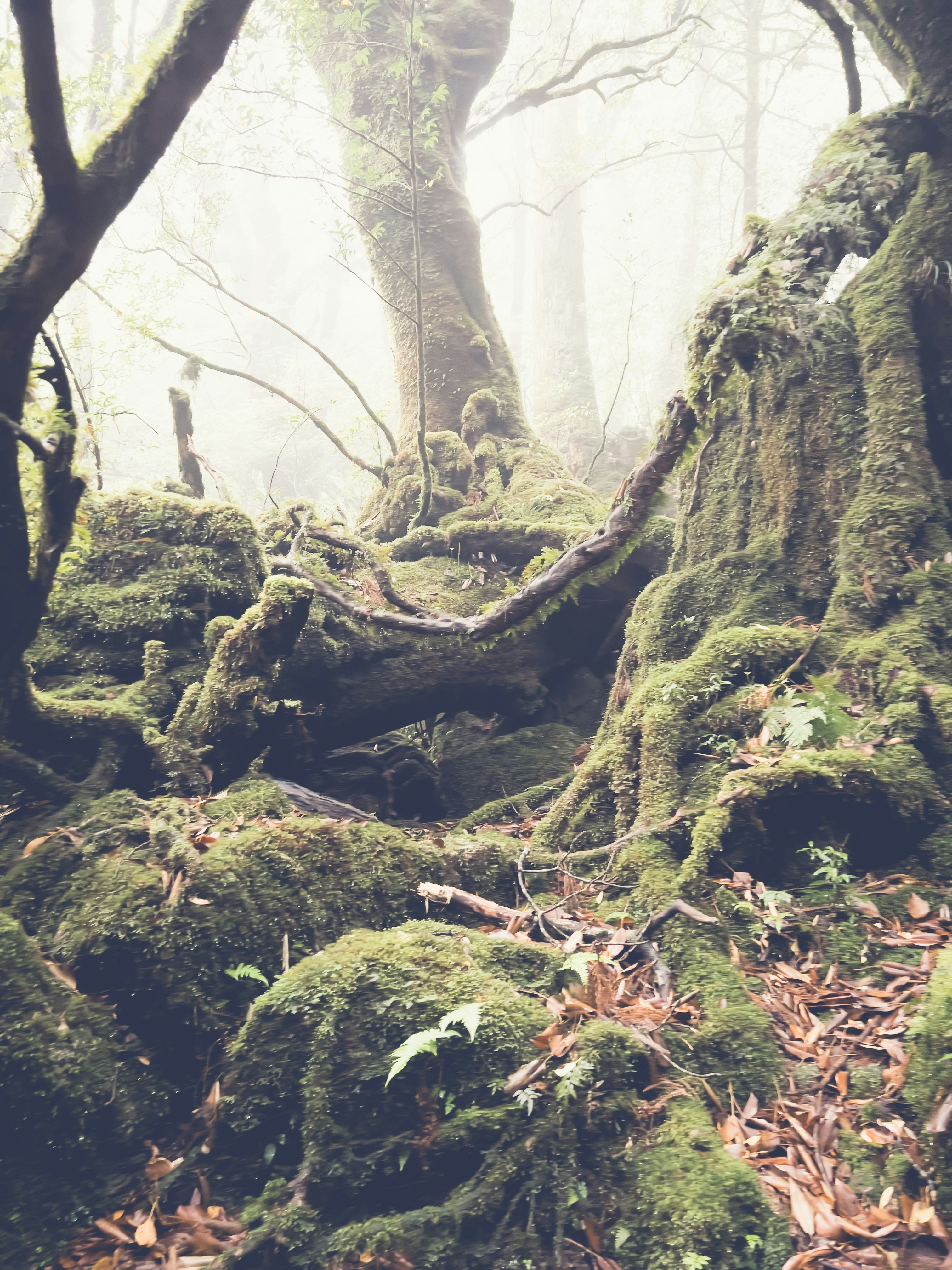 苔むした森の根元に差し込む光のある幻想的な風景