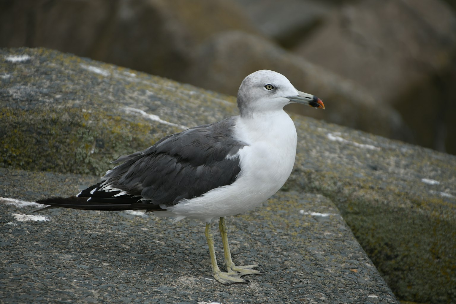 Gray and white seagull standing on a rock