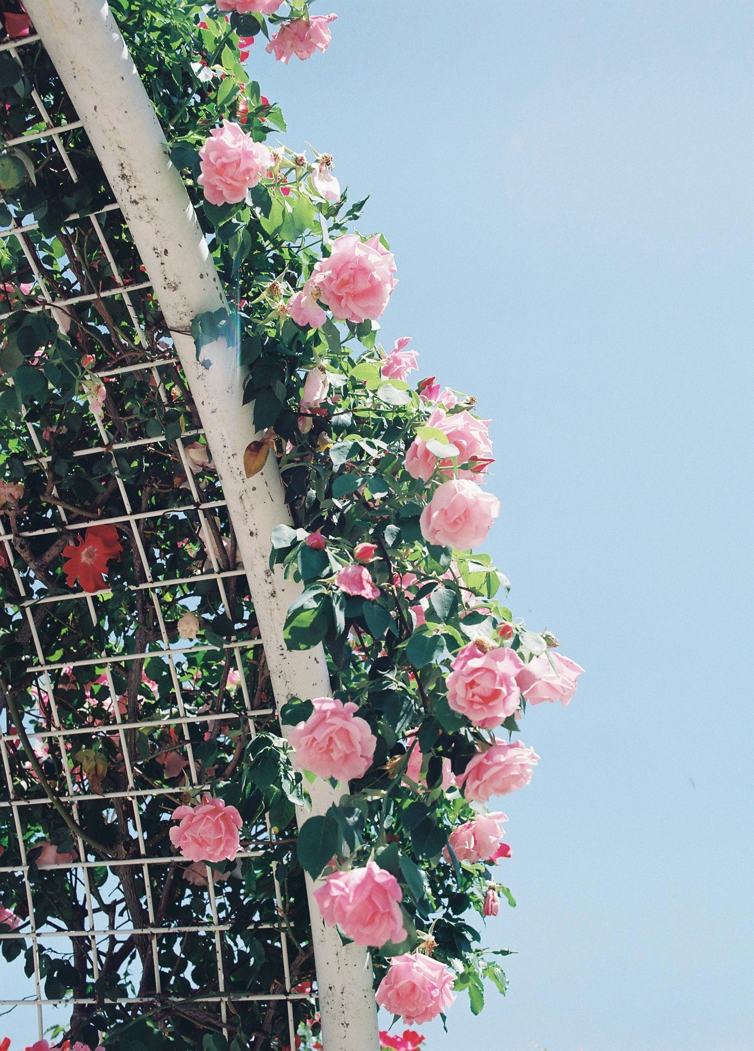 支柱に咲くピンクのバラの花束