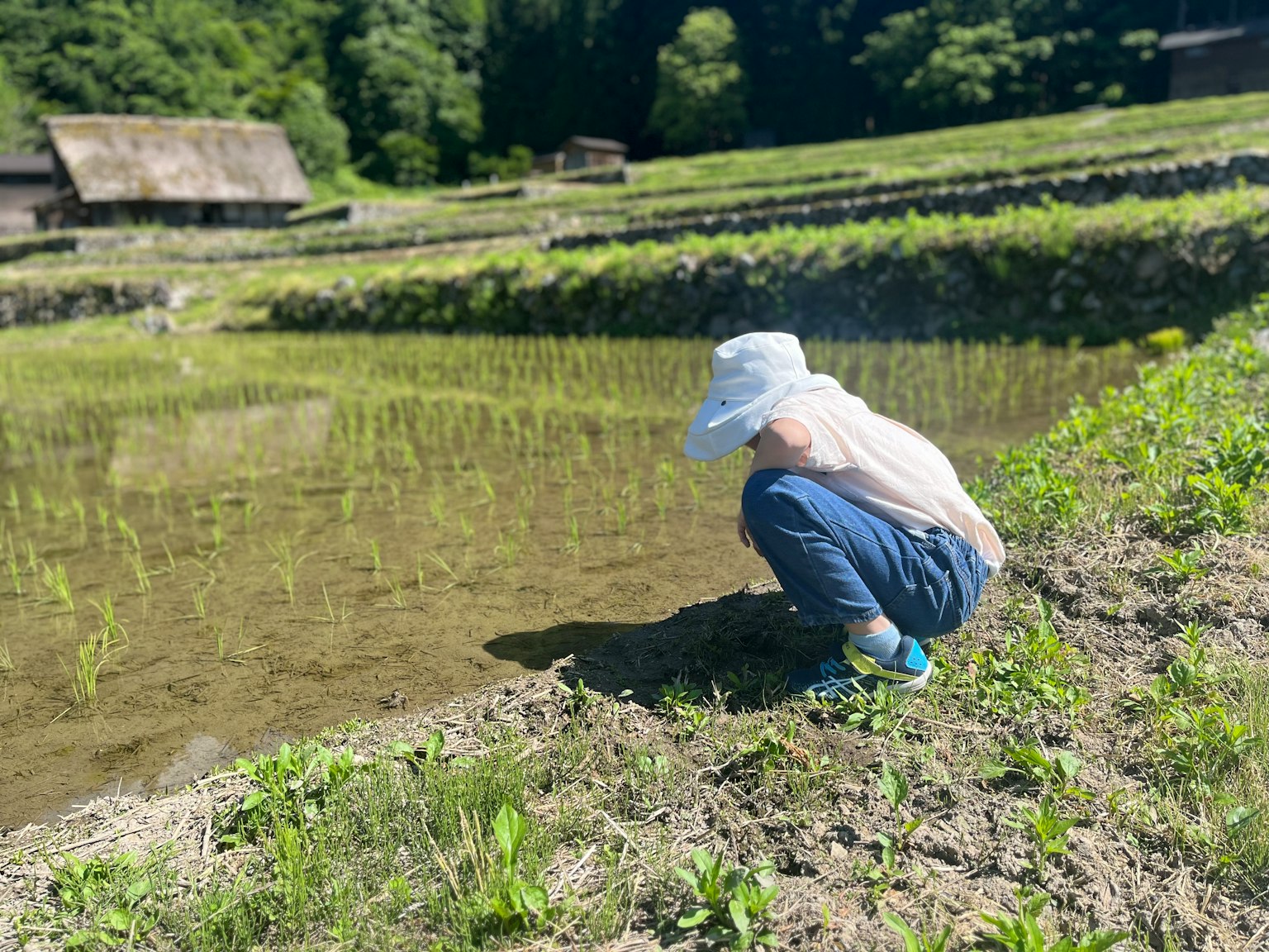Anak yang membungkuk di sawah dikelilingi tanaman padi hijau dan alam