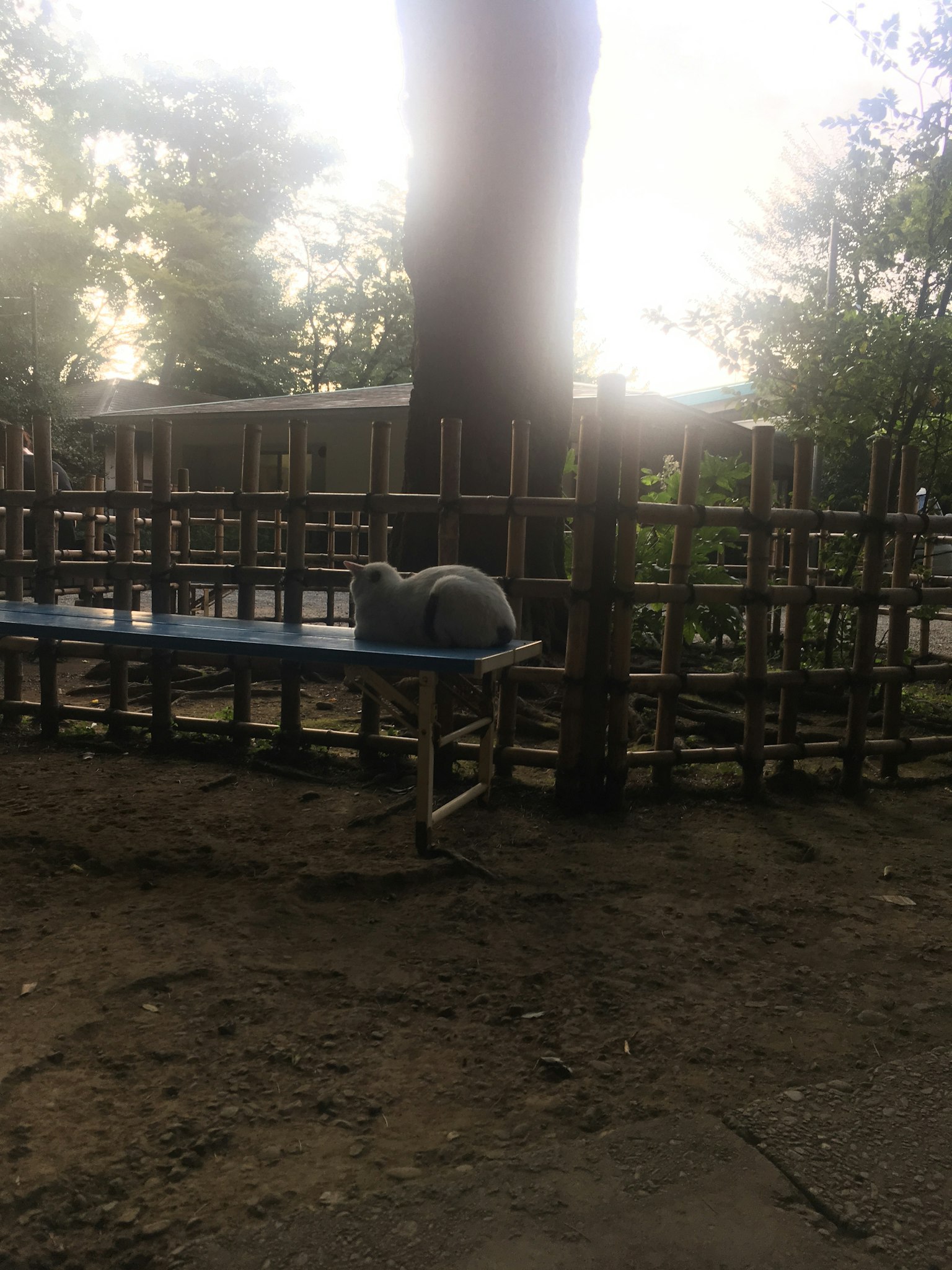 Một con mèo ngồi trên bàn bên cạnh cây với hàng rào tre ở phía sau