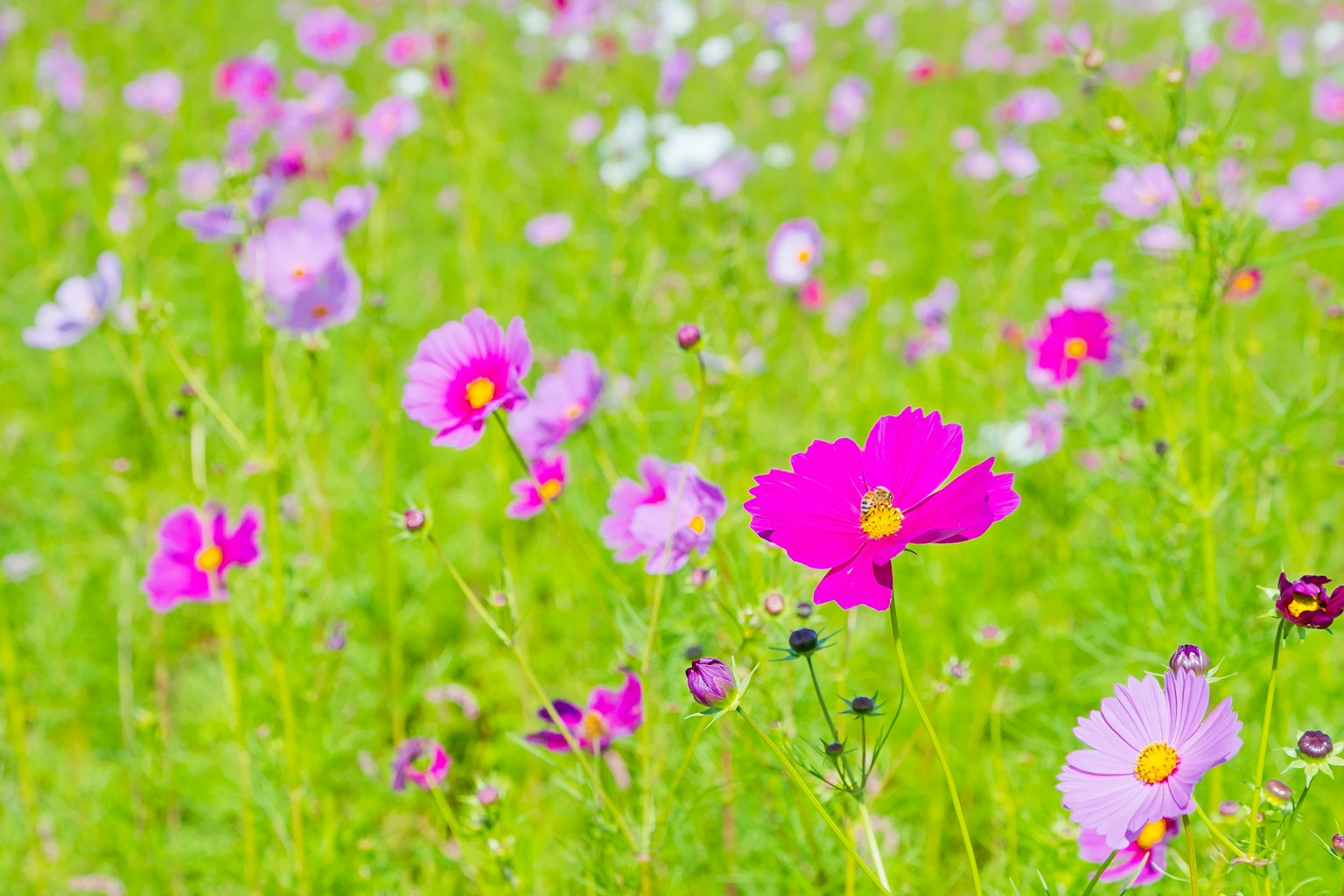 Bunga cosmos berwarna-warni mekar di ladang hijau
