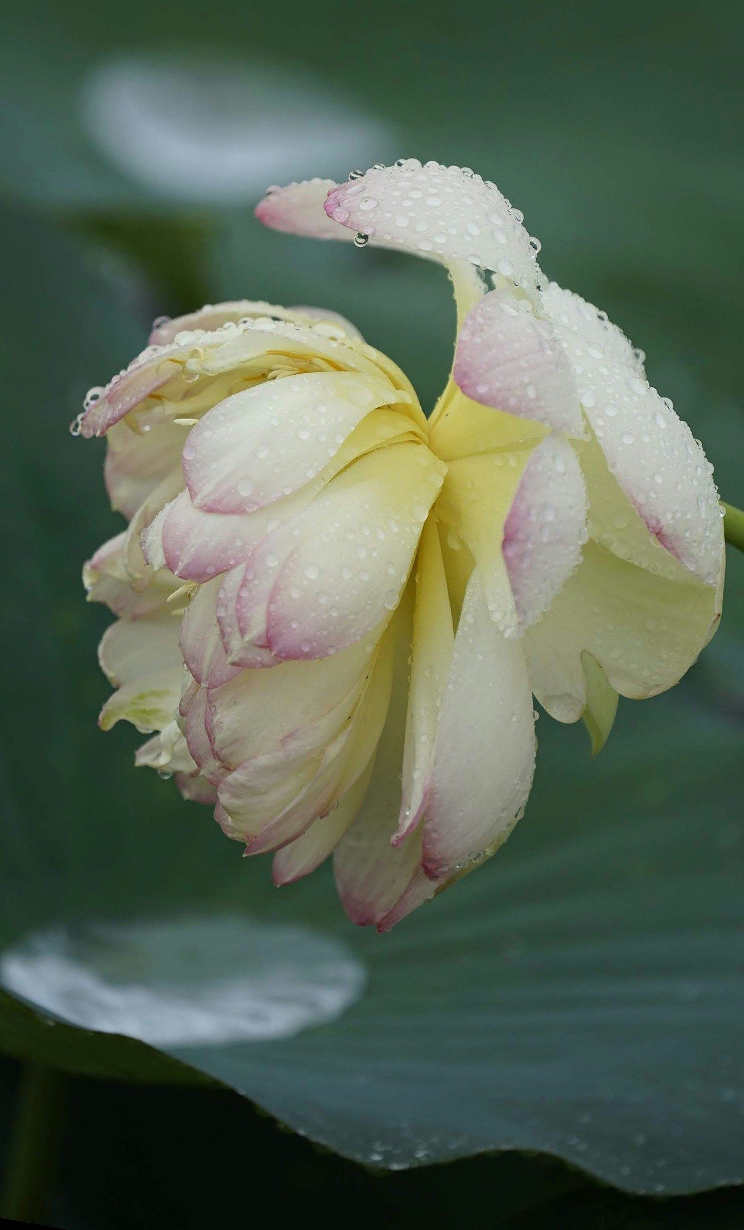 Primo piano di petali di fiori rosa pallido con gocce d’acqua