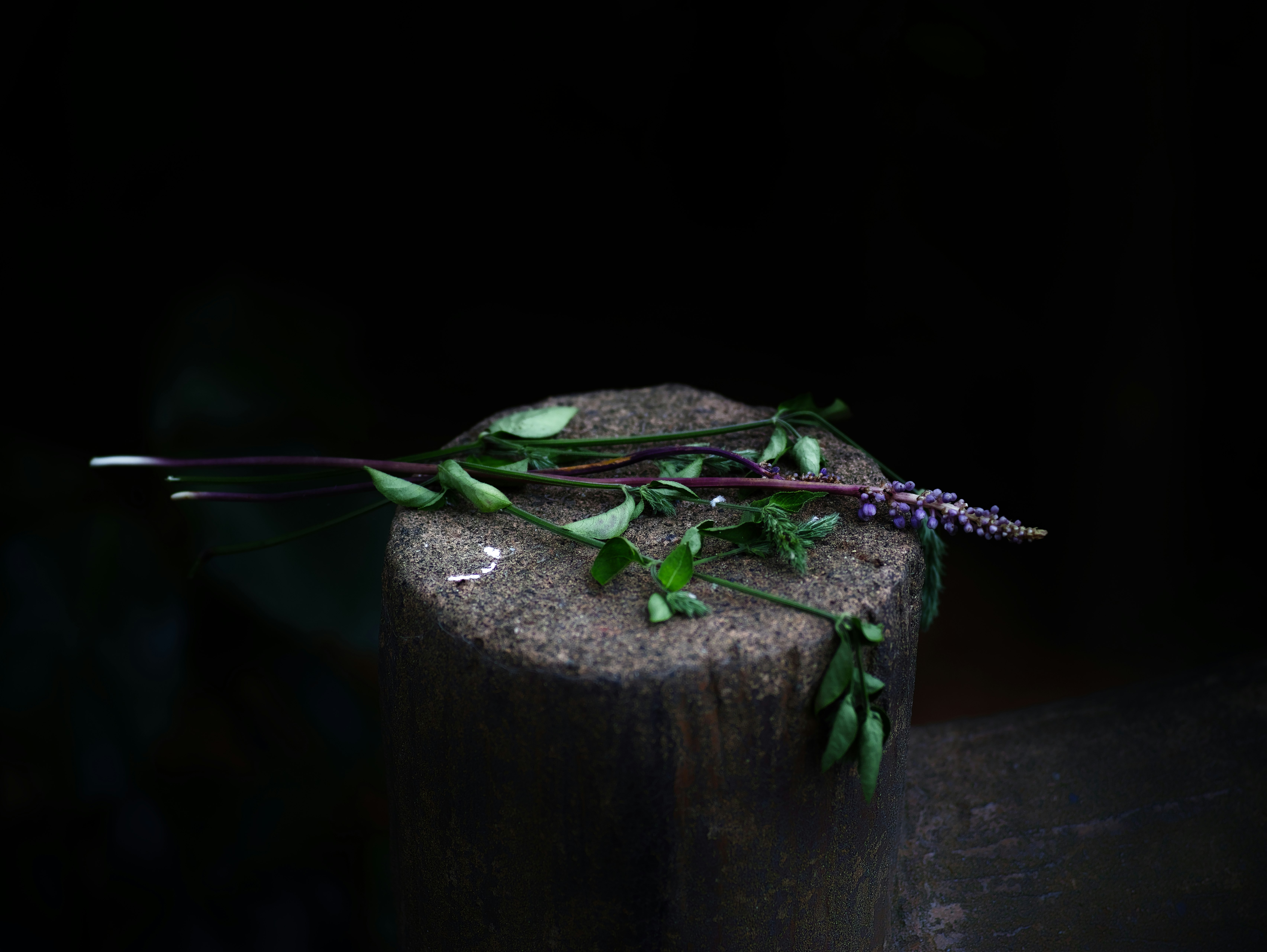tree stump with vines and small new growth
