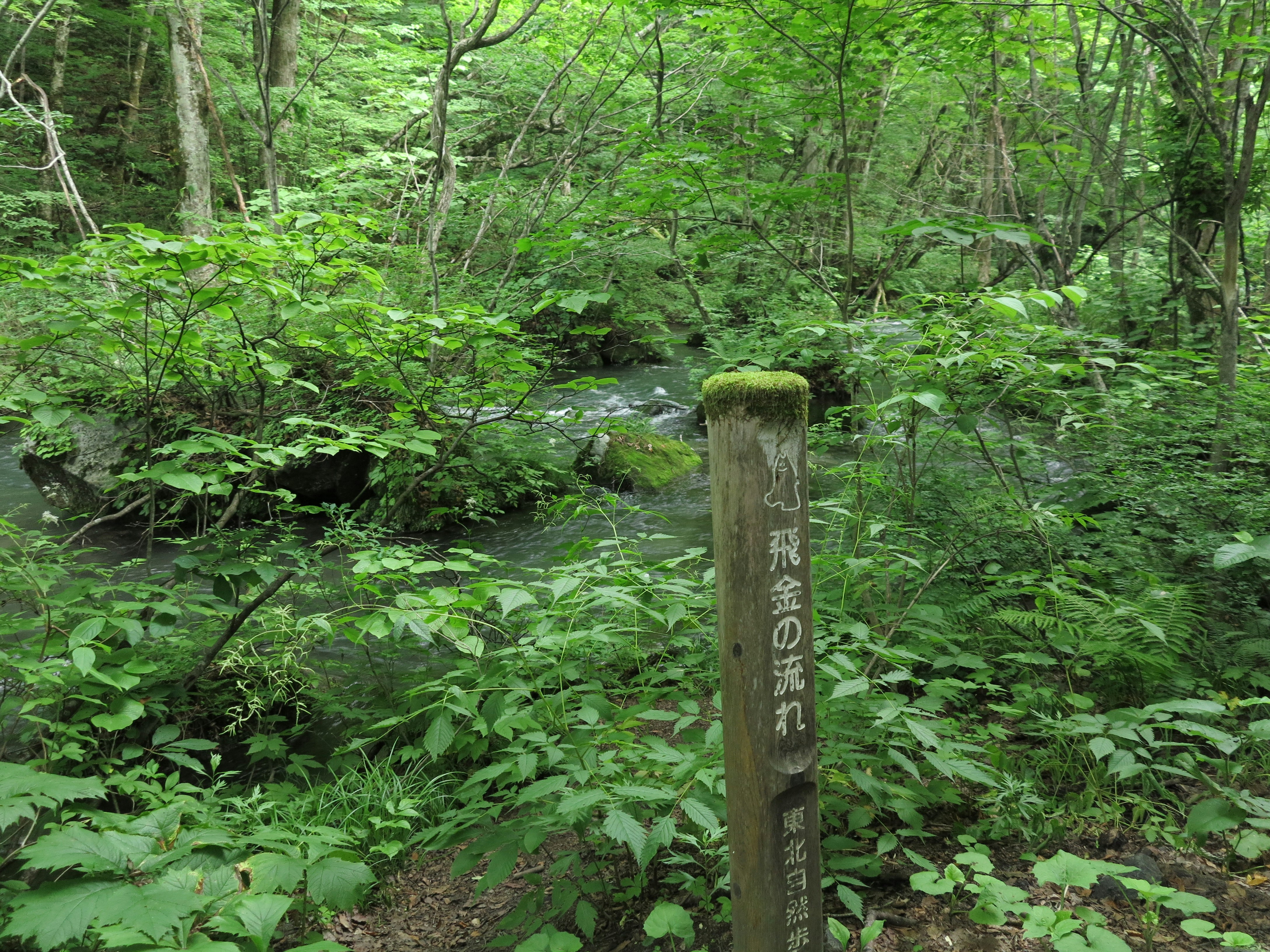 sentiero nel bosco verde con cartello di legno vicino a un ruscello