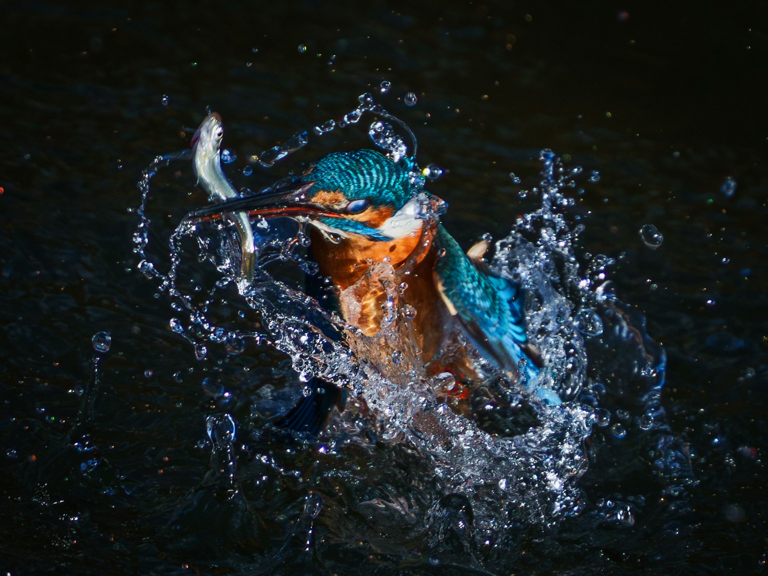 Un martin pescatore con piume blu vivaci che cattura un pesce in acqua