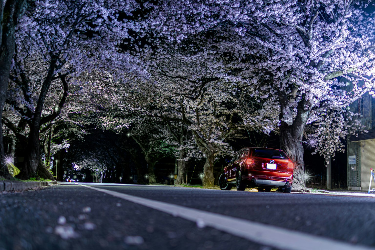 Auto rossa parcheggiata sotto i ciliegi in fiore di notte