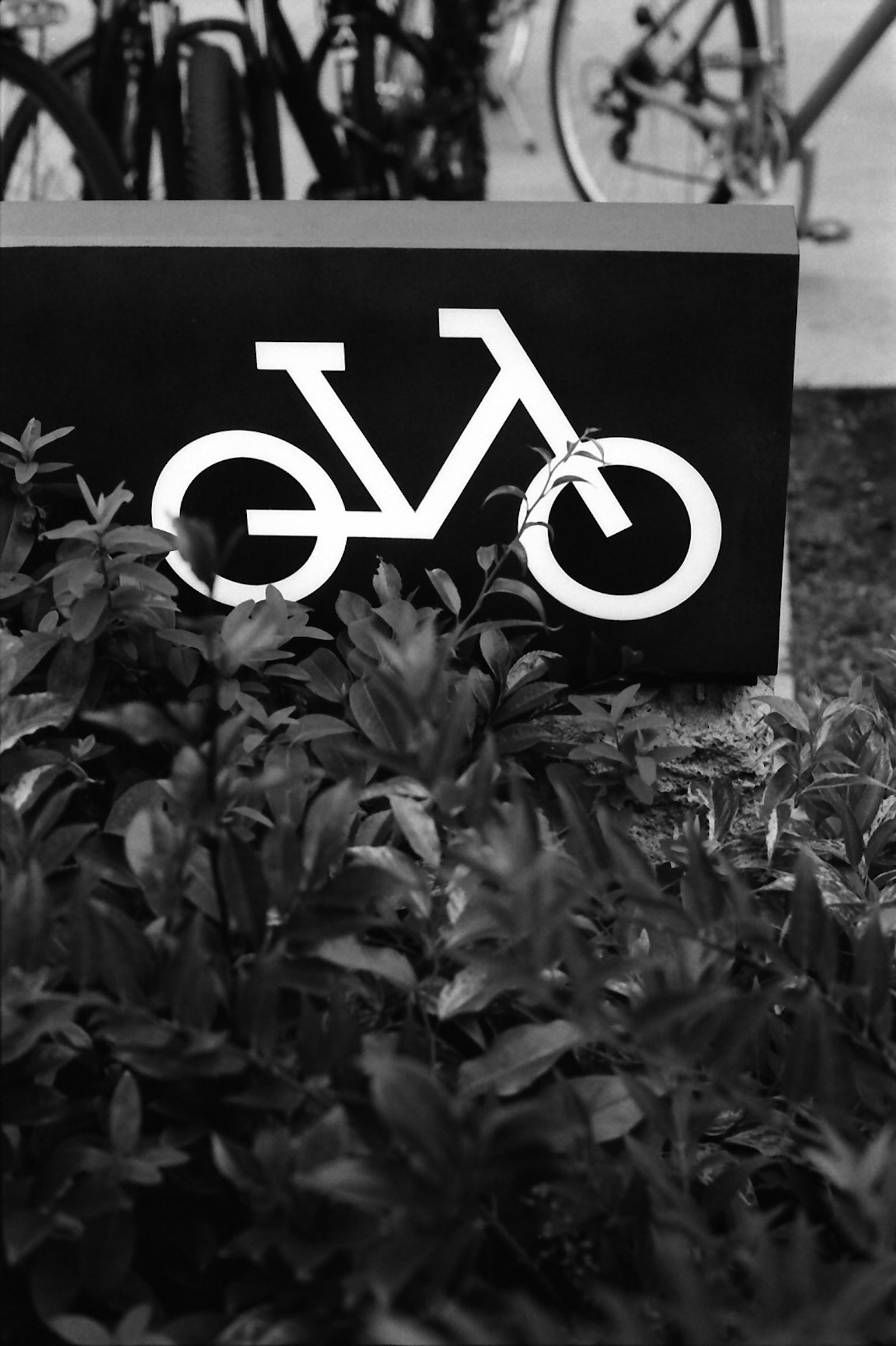 Ein schwarzes Schild mit einem Fahrradsymbol vor grünen Pflanzen