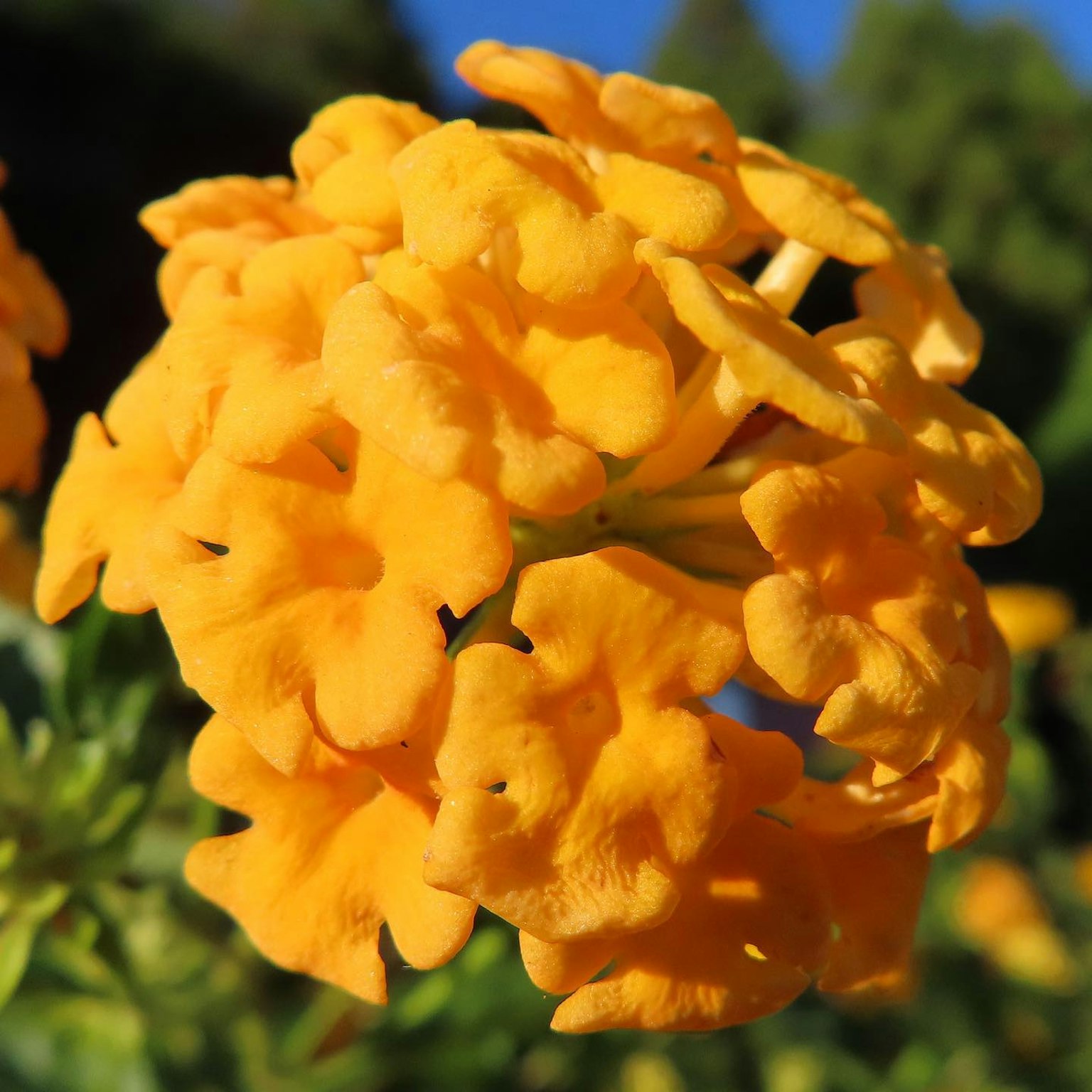 Primo piano di fiori di lantana gialli vivaci