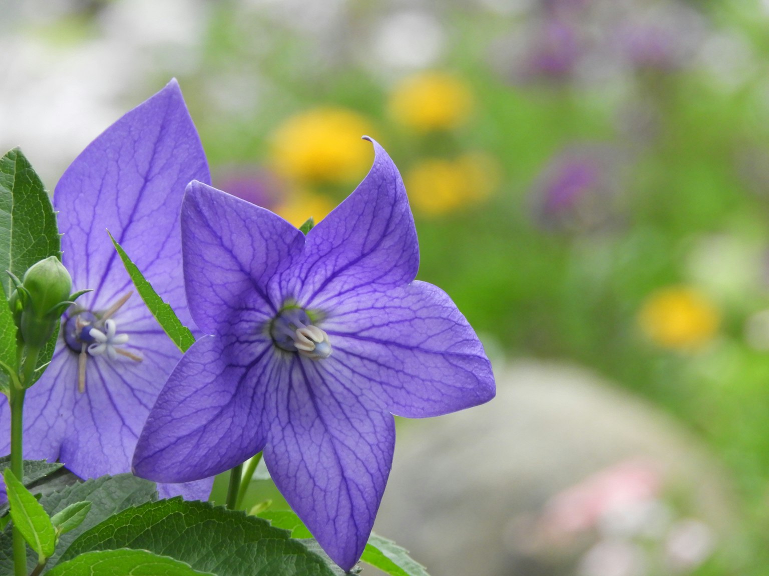 Fleurs de ballon violettes vibrantes en fleurs dans un jardin