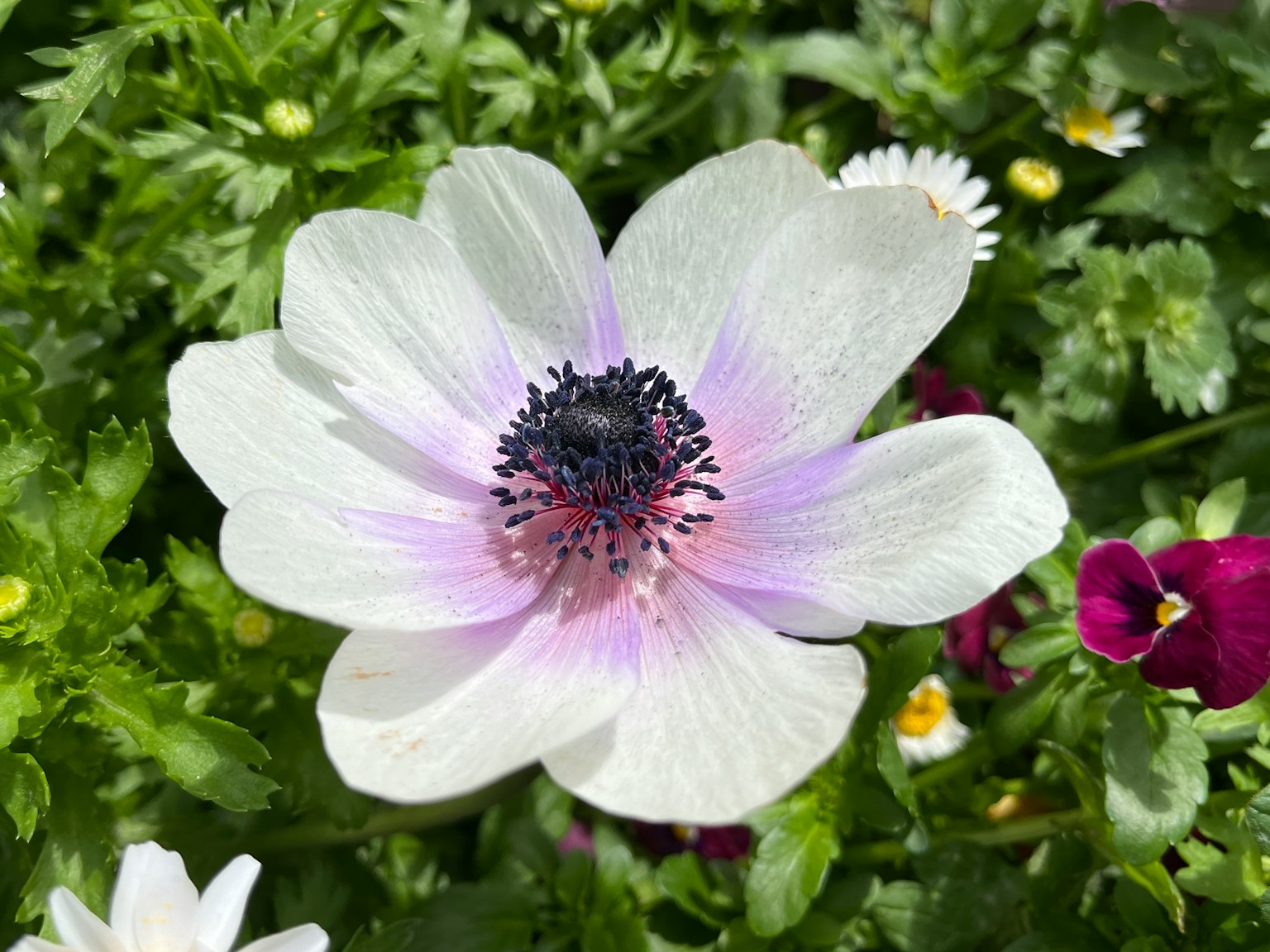 Primer plano de una flor de anémona blanca con bordes morados y un centro oscuro