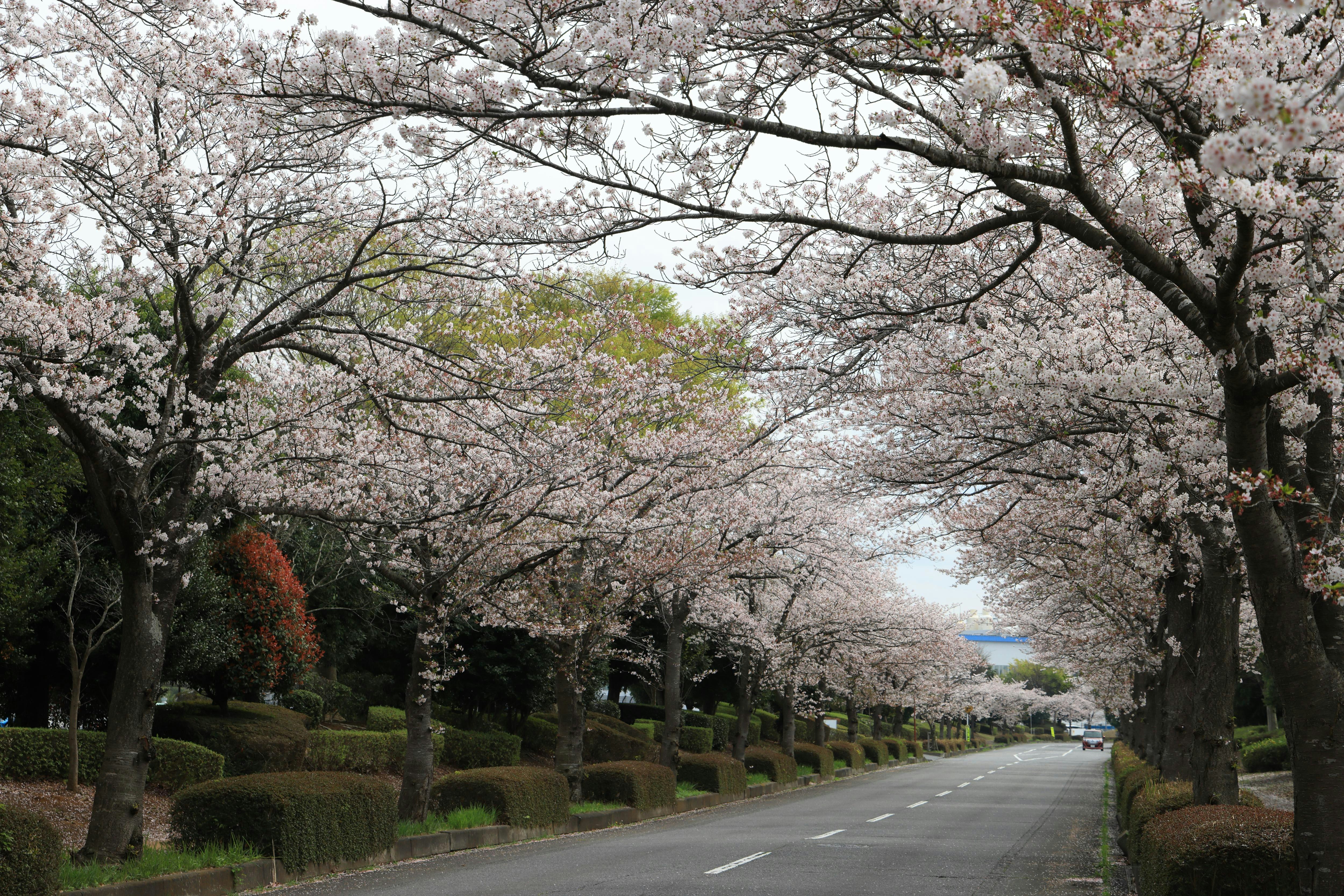 Allée de cerisiers en fleurs le long de la route à l’entrée du parc industriel de Tsukuba Minami-Ohara, préfecture d’Ibaraki