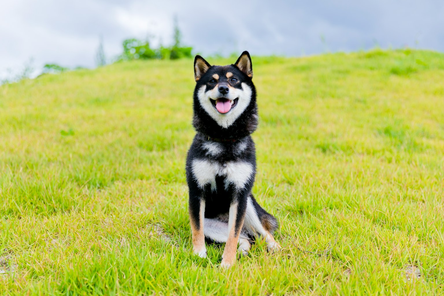 Ein lächelnder Shiba Inu sitzt auf einer grasbewachsenen Fläche
