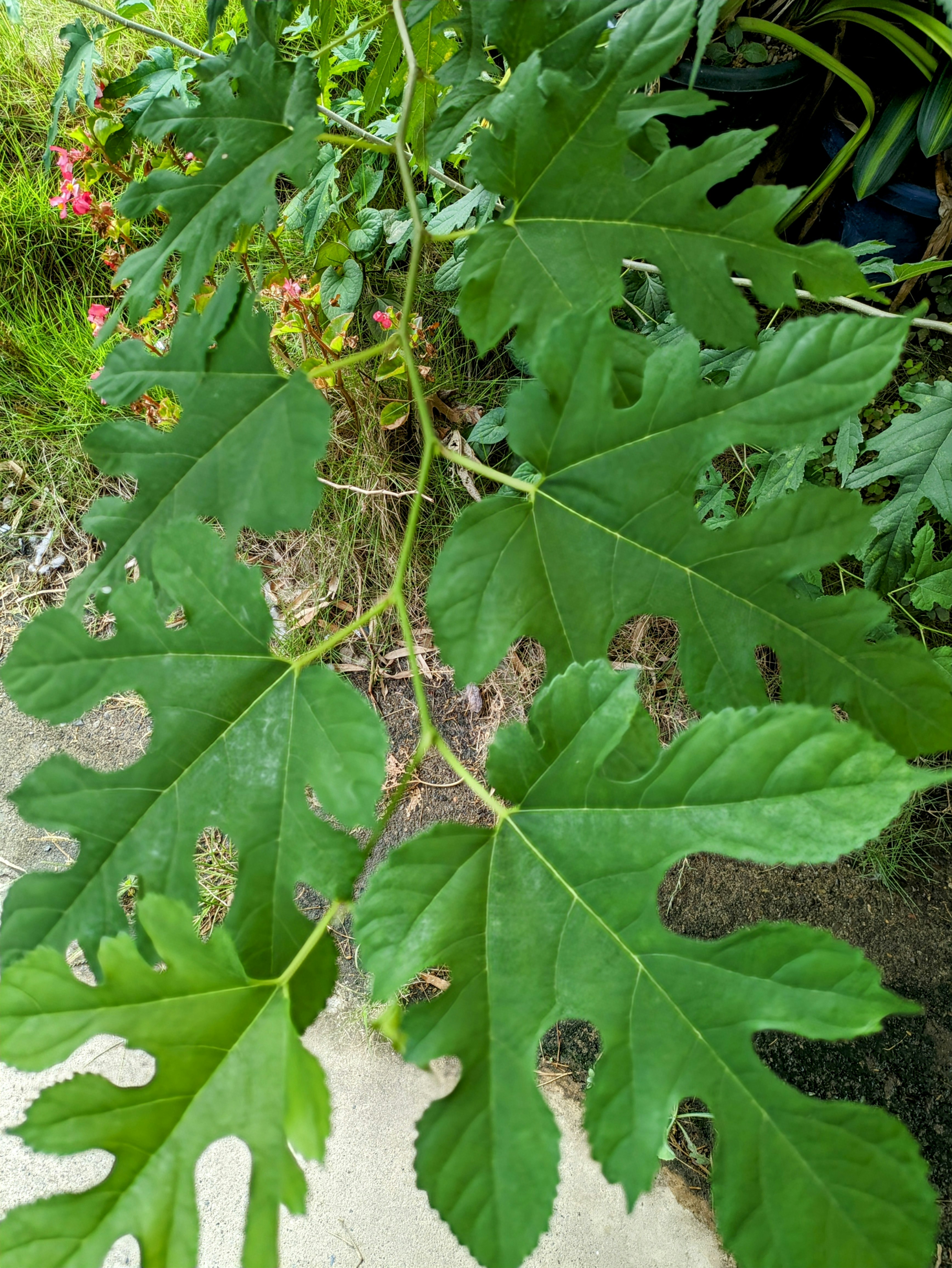rankende Pflanze mit kleinen Blüten auf Blättern
