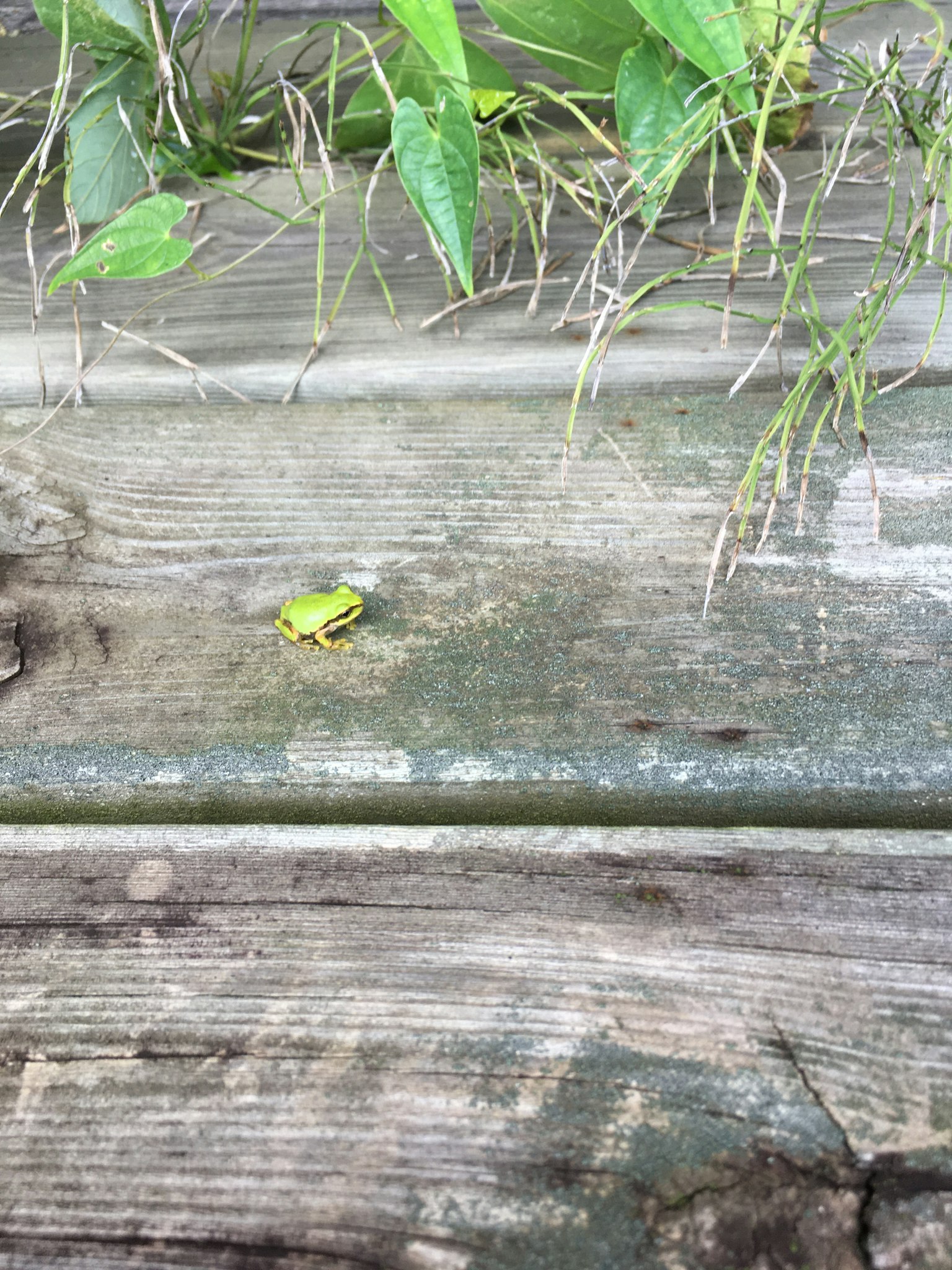 Small green frog on wooden planks surrounded by grass