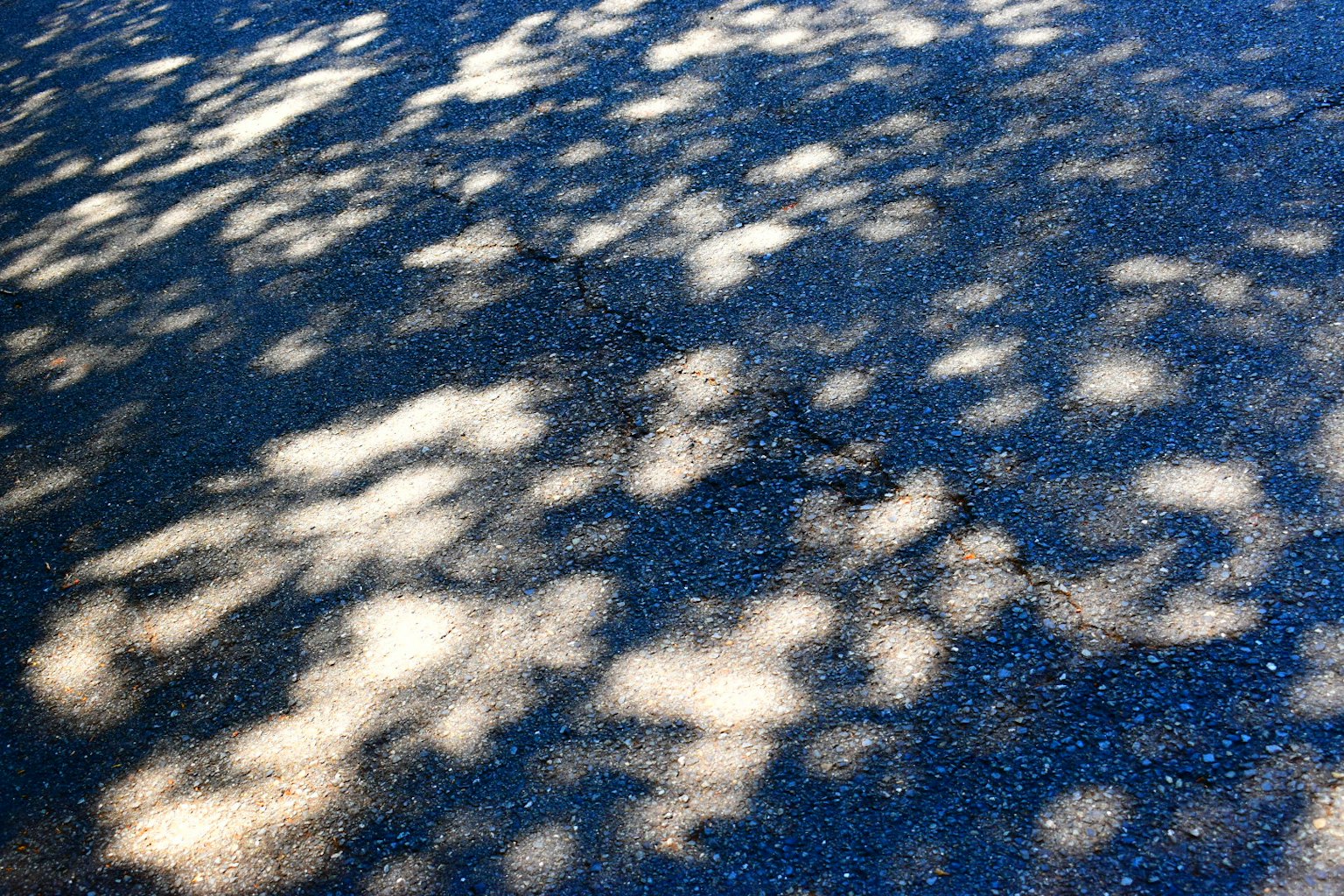 Motivi di ombre di alberi su una superficie pavimentata
