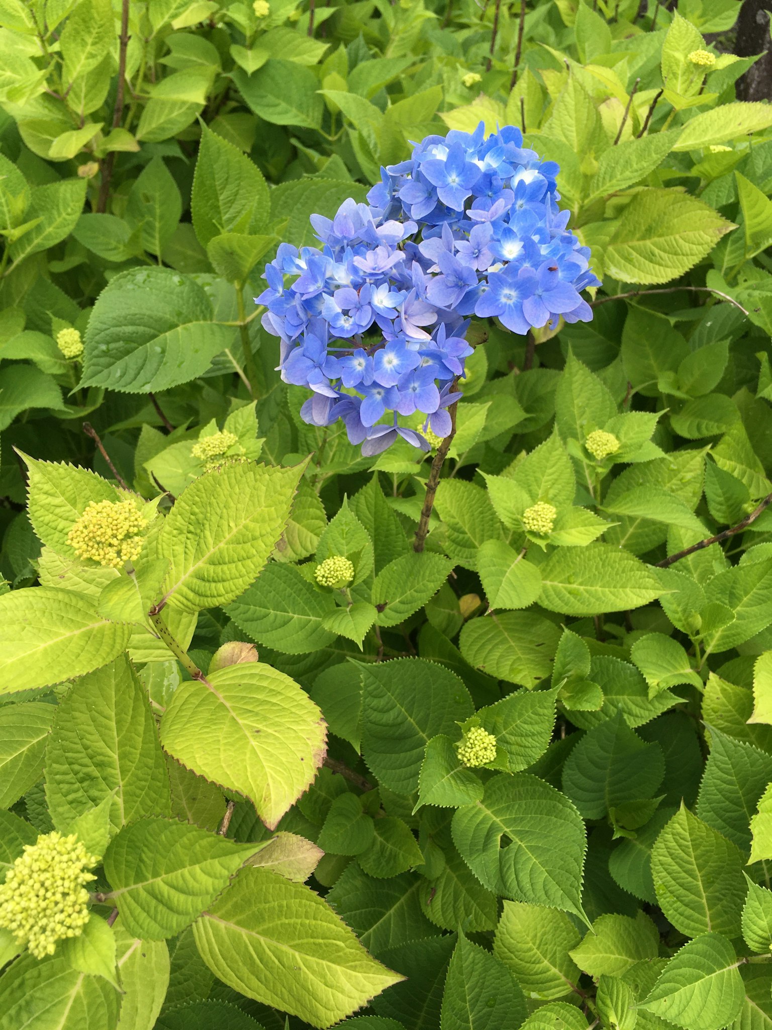 Blaue Hortensienblüten umgeben von üppigem grünem Laub
