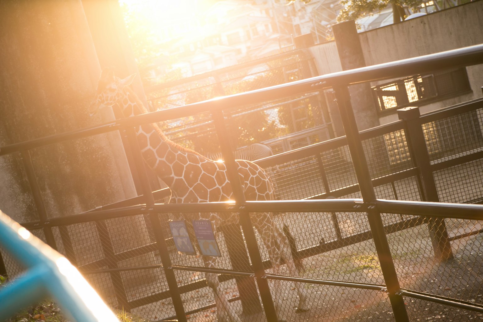 Une girafe vue à travers une clôture avec la lumière du soleil en arrière-plan