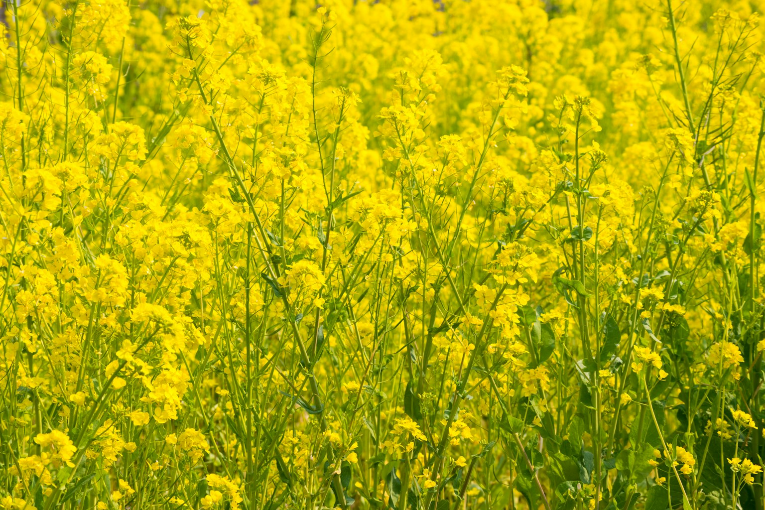 Close-up of a field of yellow rapeseed flowers