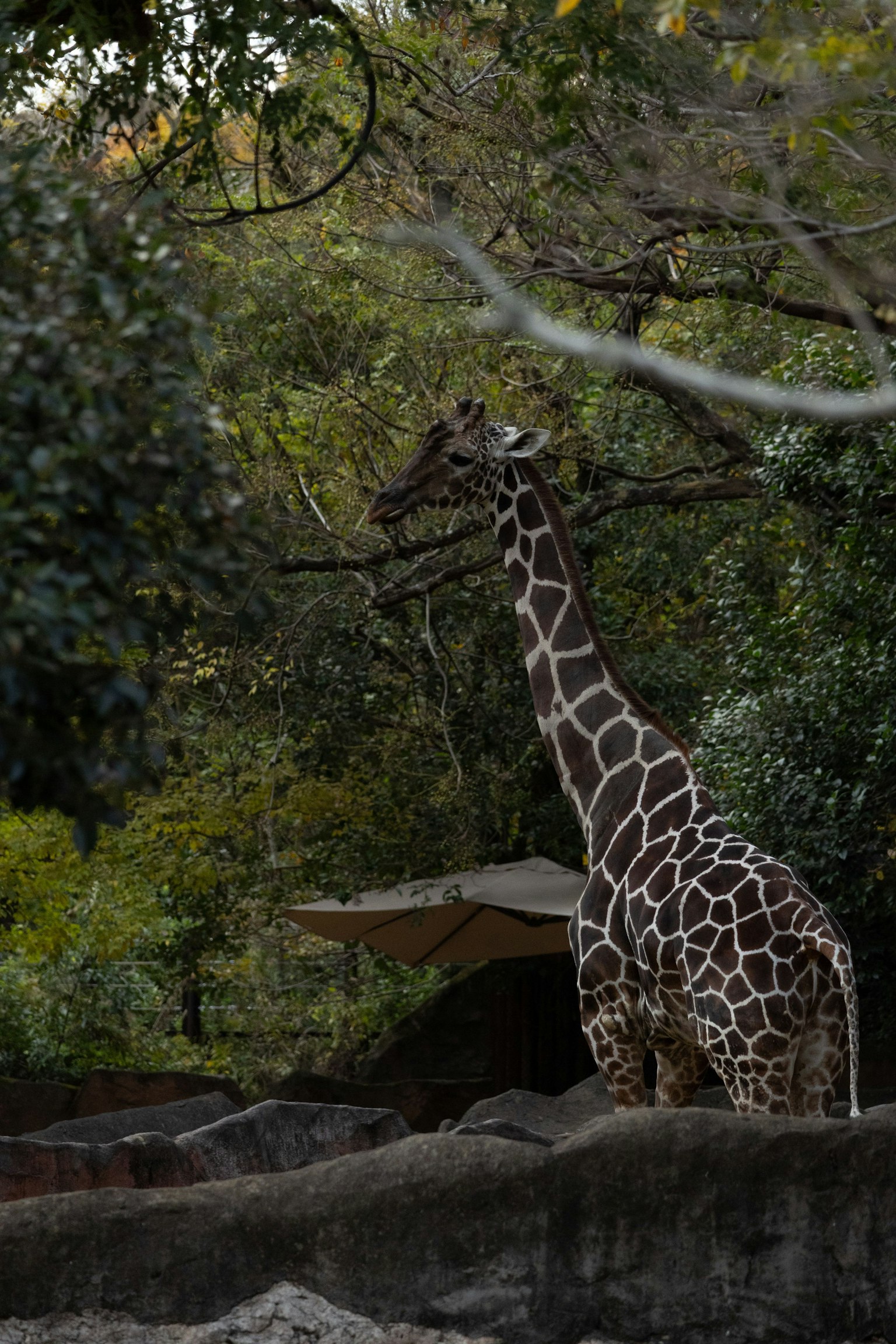 Una giraffa in piedi tra gli alberi con uno sfondo verdeggiante