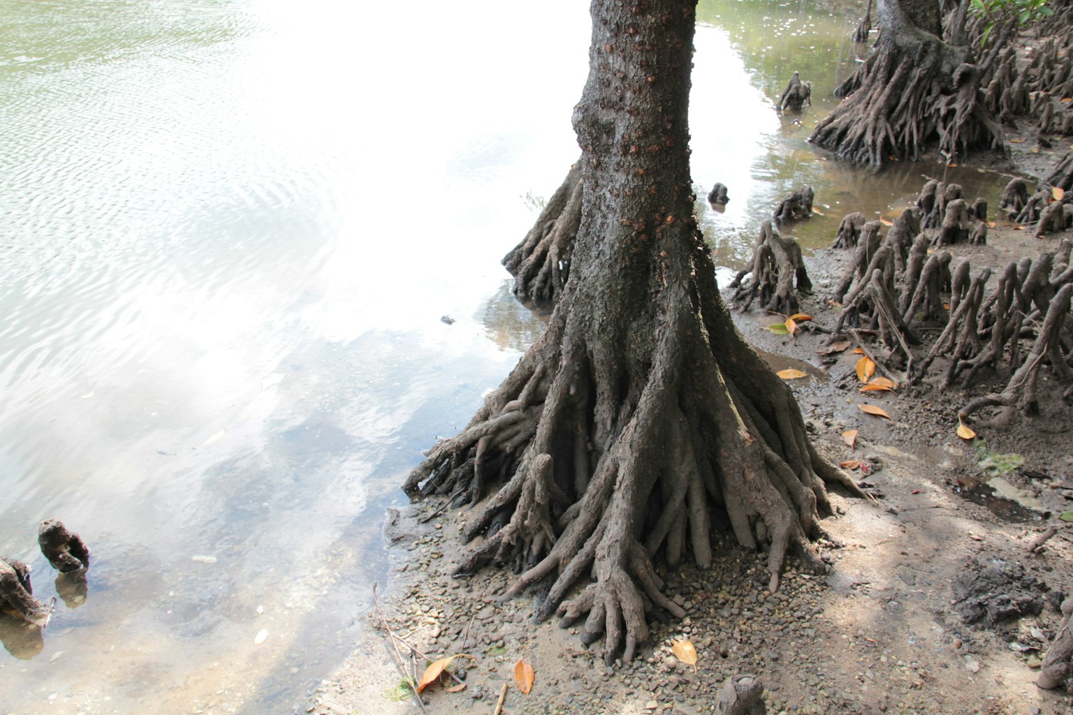 Image des racines d'un arbre de mangrove au bord de l'eau