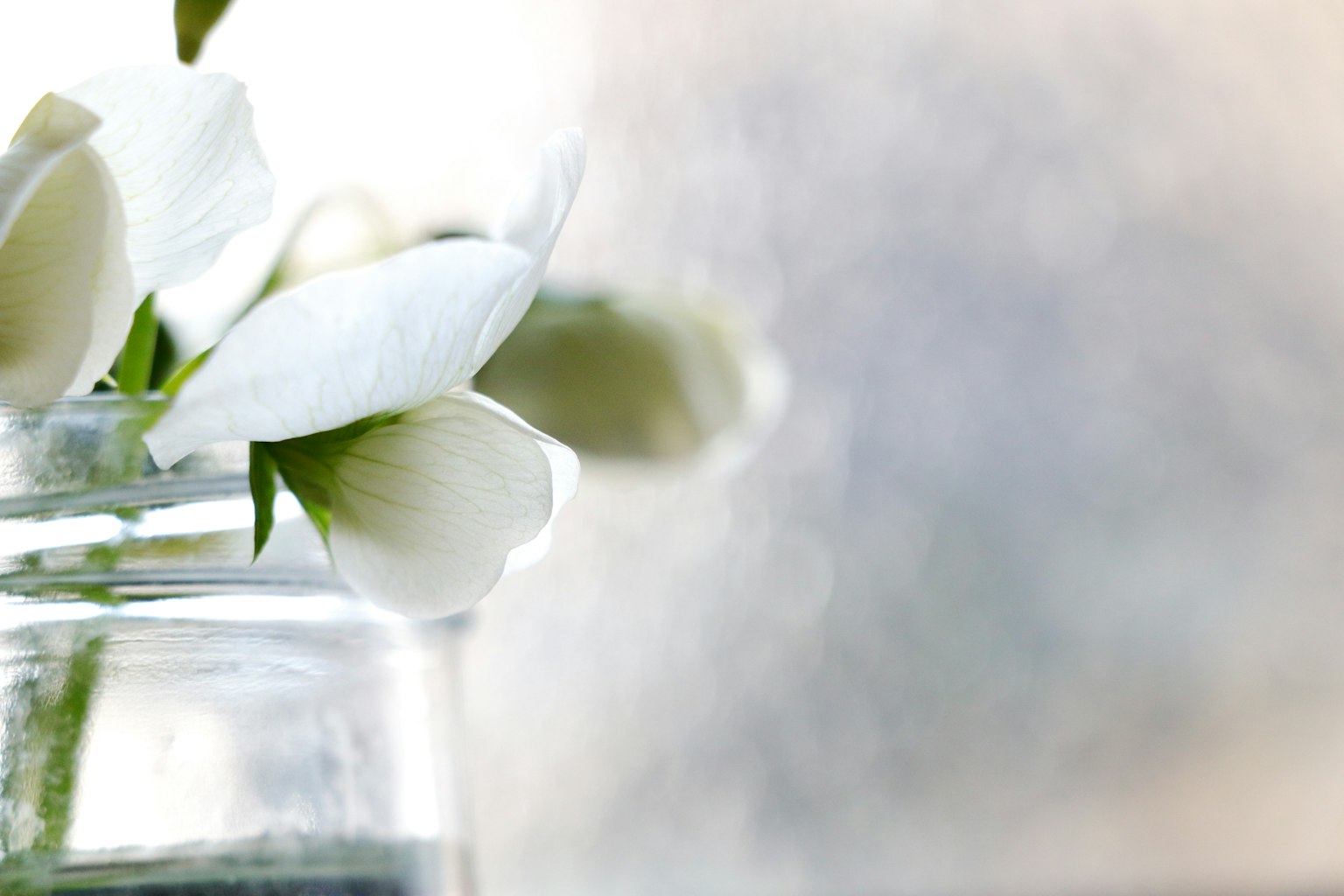 Delicate fiori bianchi in un vaso di vetro con acqua su uno sfondo morbido