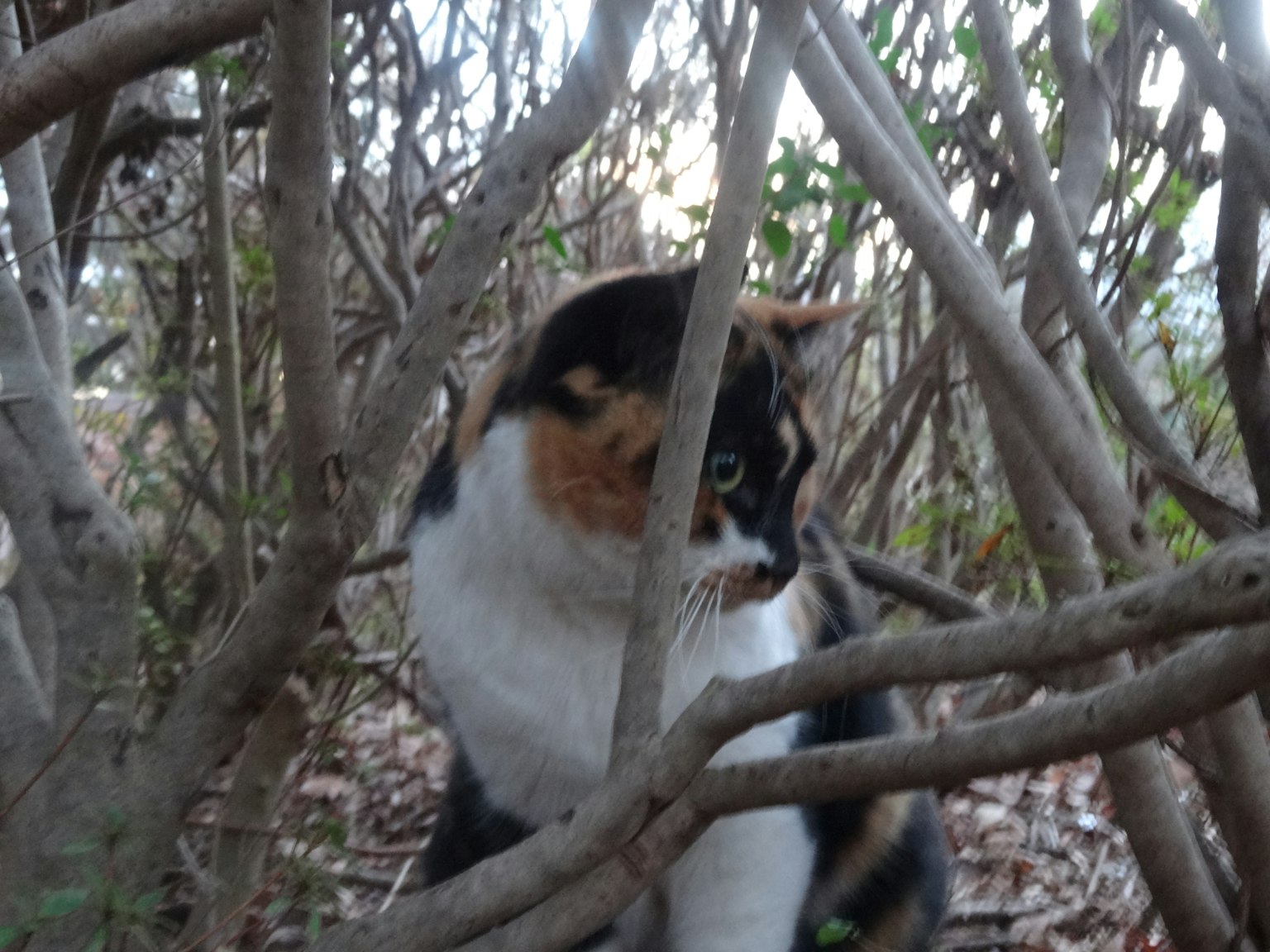 Un gatto calico parzialmente nascosto tra i rami