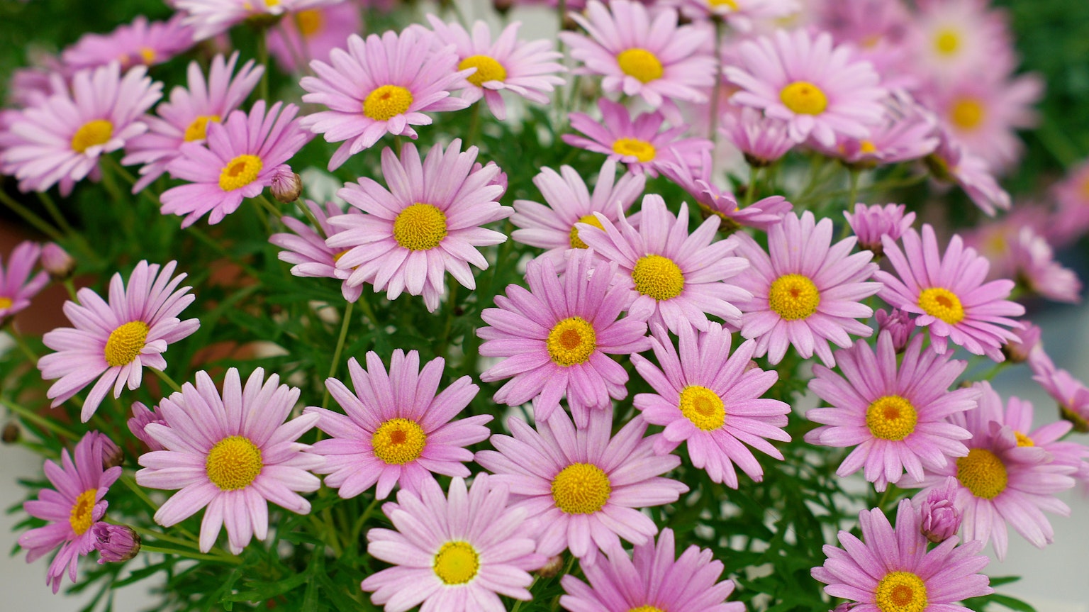 Raggruppamento di fiori rosa con centri gialli