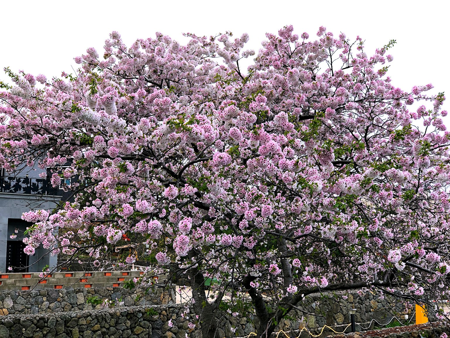 盛开的樱花树与背景建筑