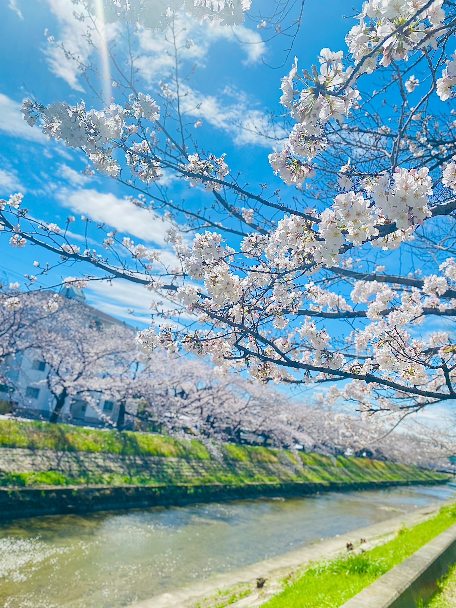 Cherry blossoms in full bloom along a river under a clear blue sky