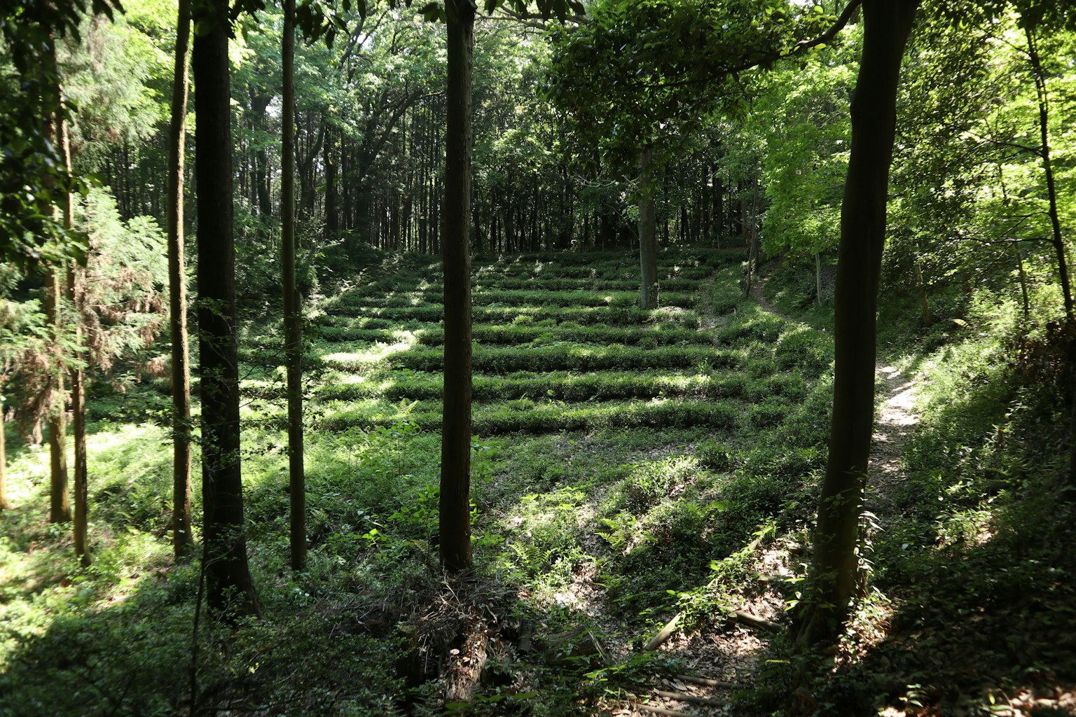 Bosque frondoso con campos en terrazas