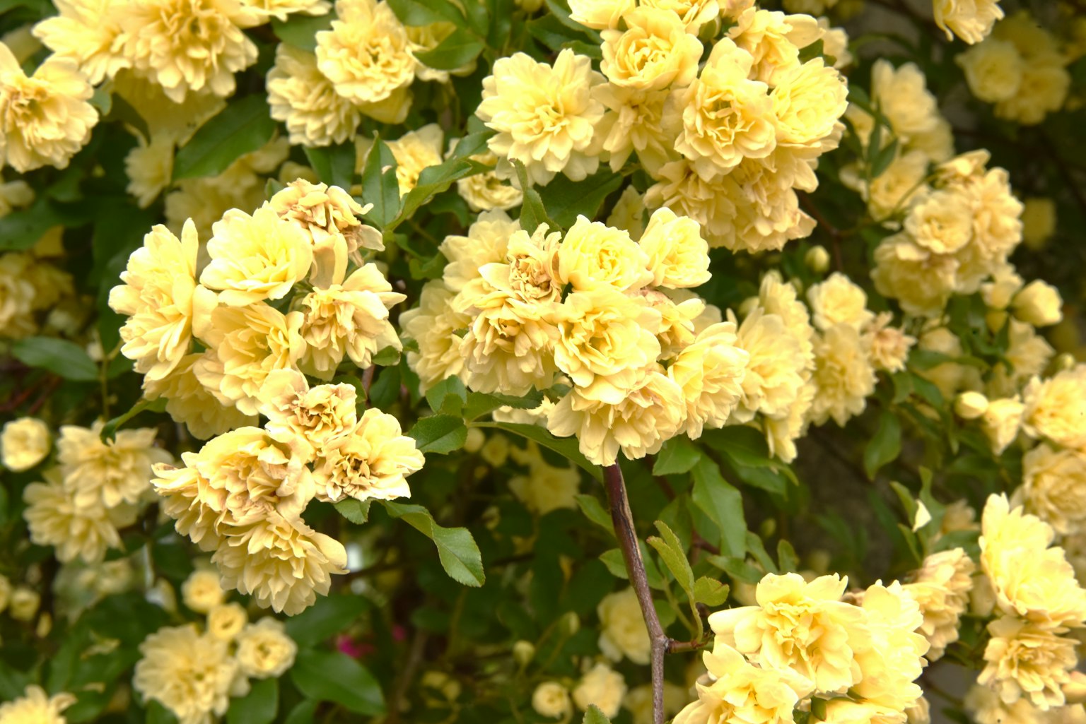 Close-up tanaman berbunga dengan bunga kuning