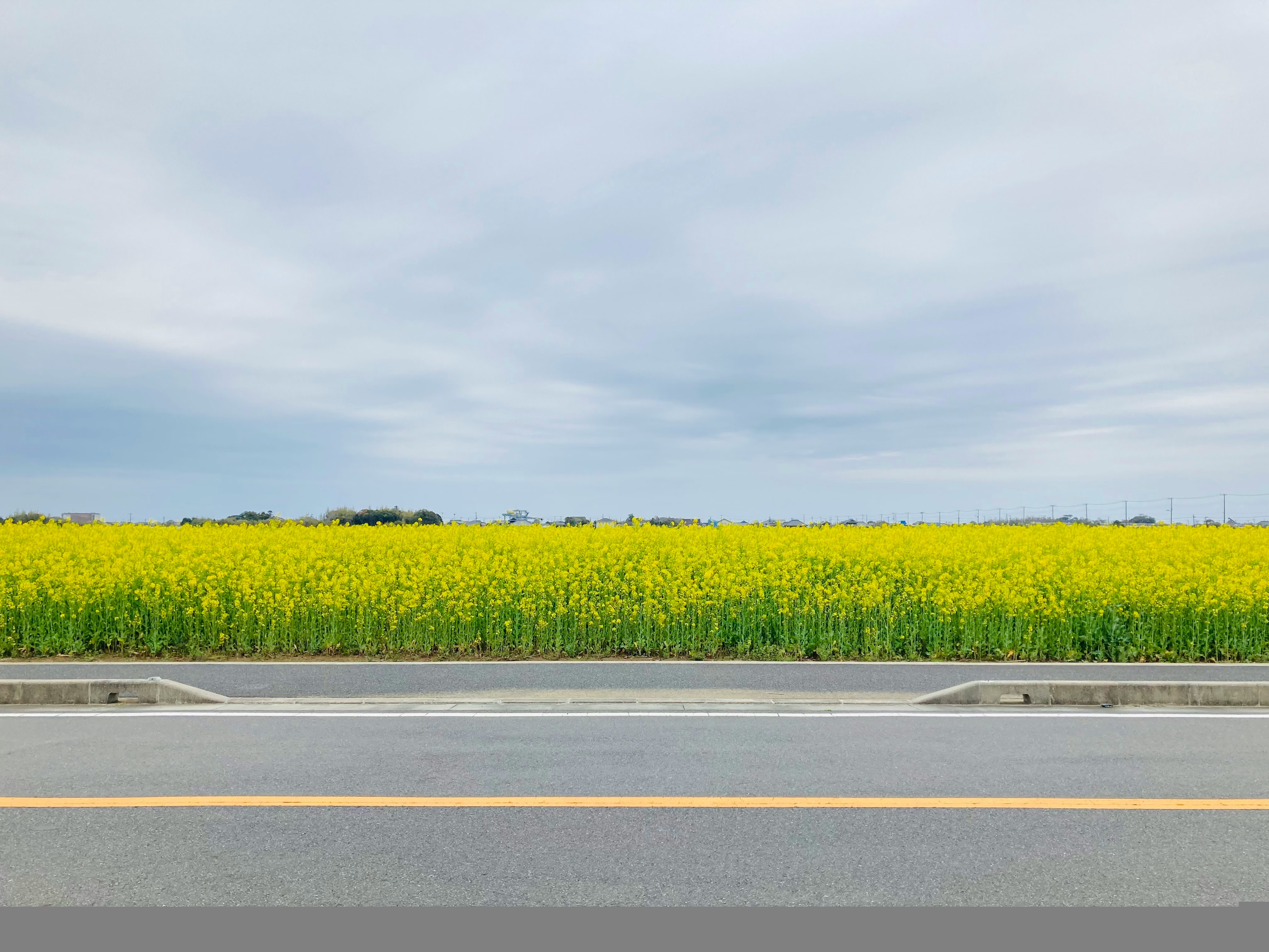 菜の花畑と広い空の風景