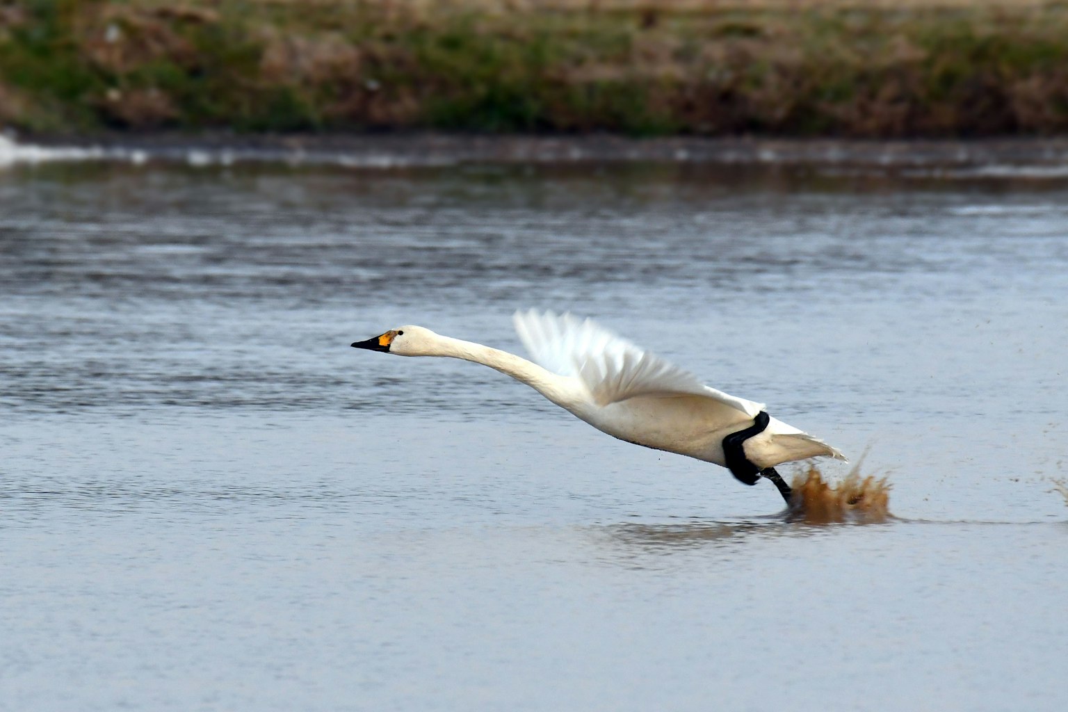 Un cygne décollant de la surface de l'eau