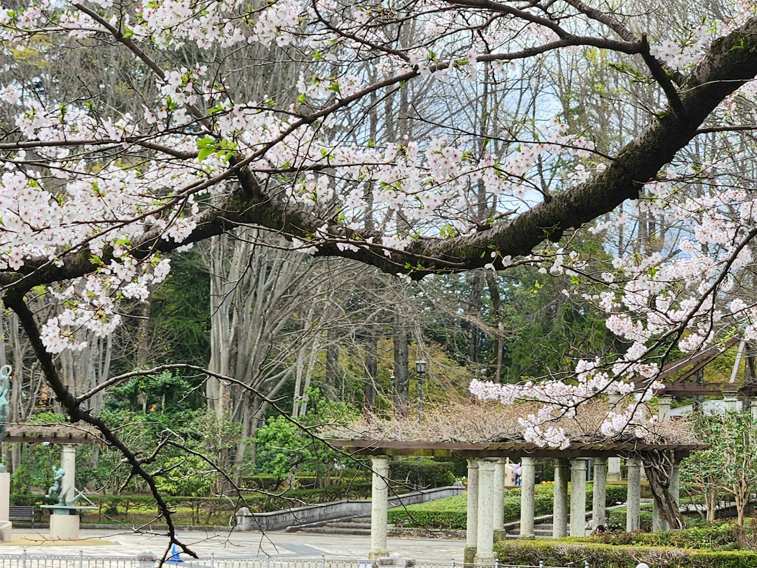 Bunga sakura di taman dengan pohon musim dingin dan arsitektur Jepang tradisional