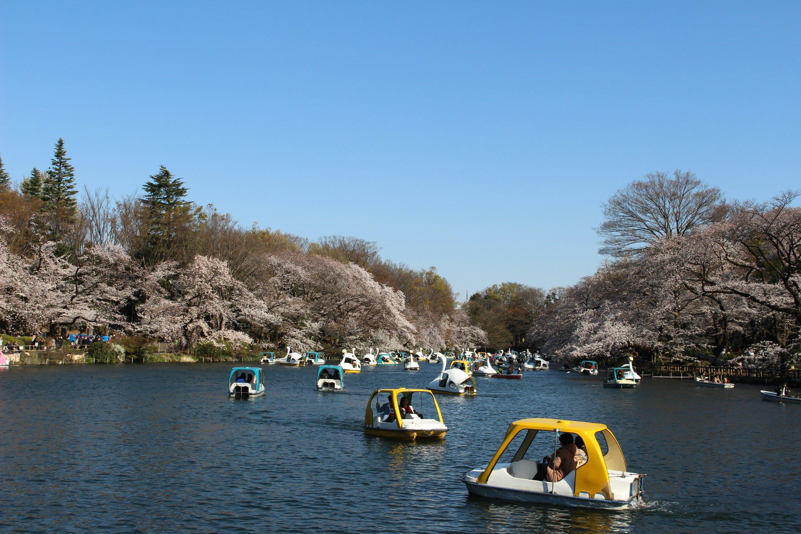 井の頭公園の桜並木とスワンボートが浮かぶ池の風景