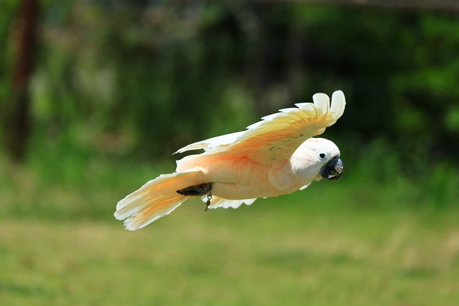 Burung beo berwarna-warni terbang dengan sayap cerah di latar belakang hijau