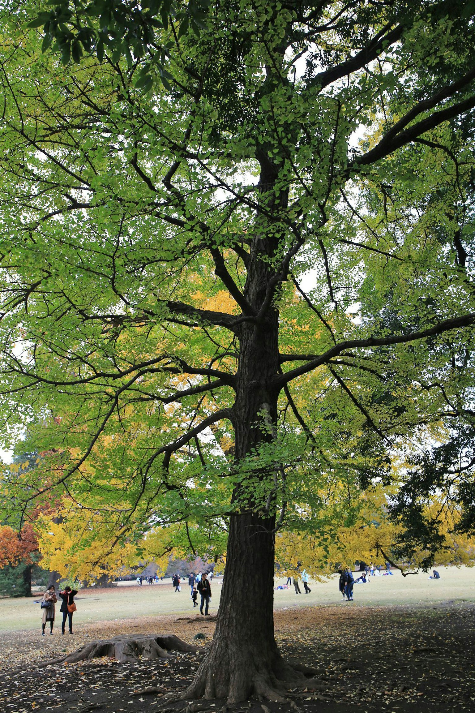 Grande albero con foglie verdi e persone che camminano nei dintorni