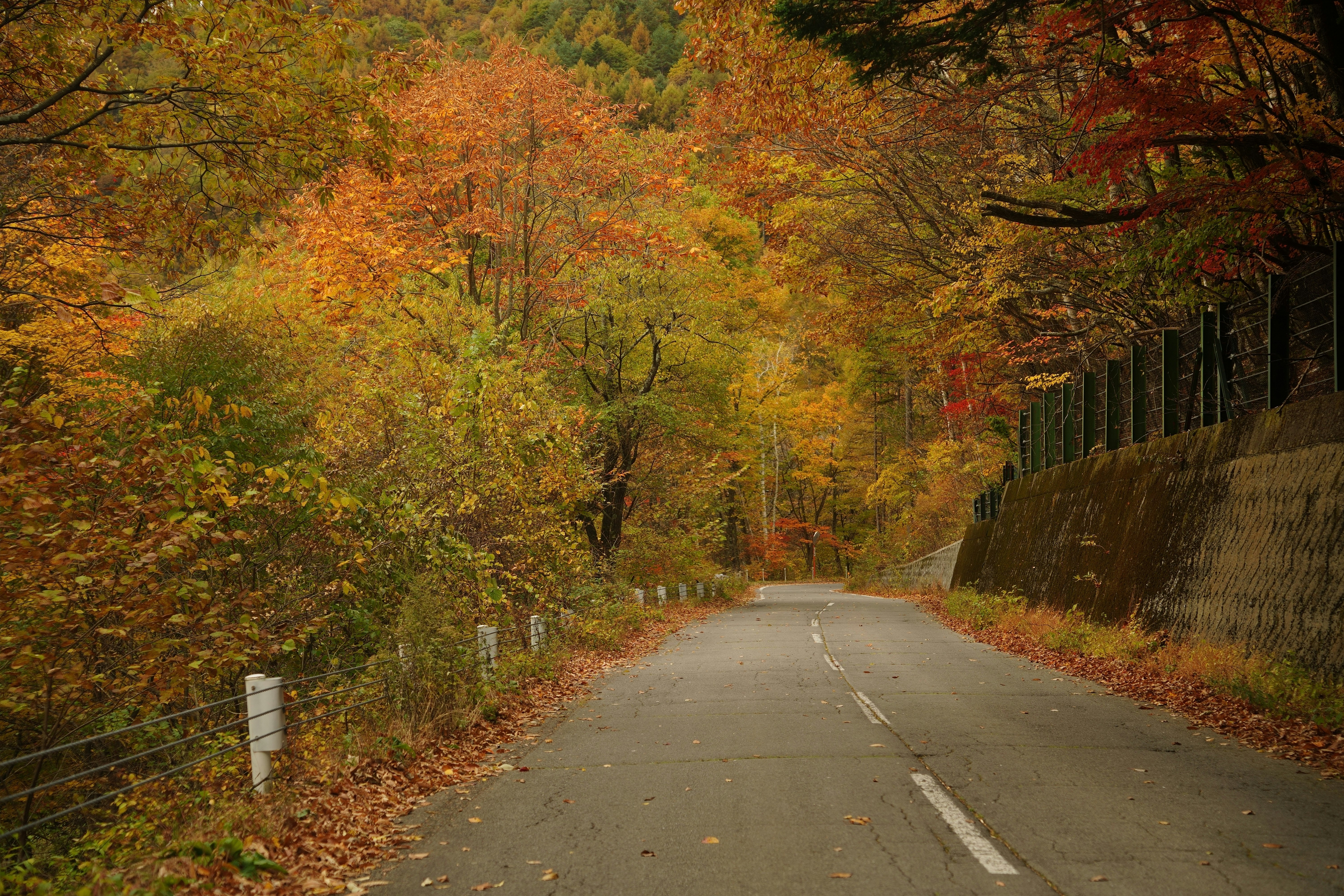 紅葉の山道を走る静かな道路風景