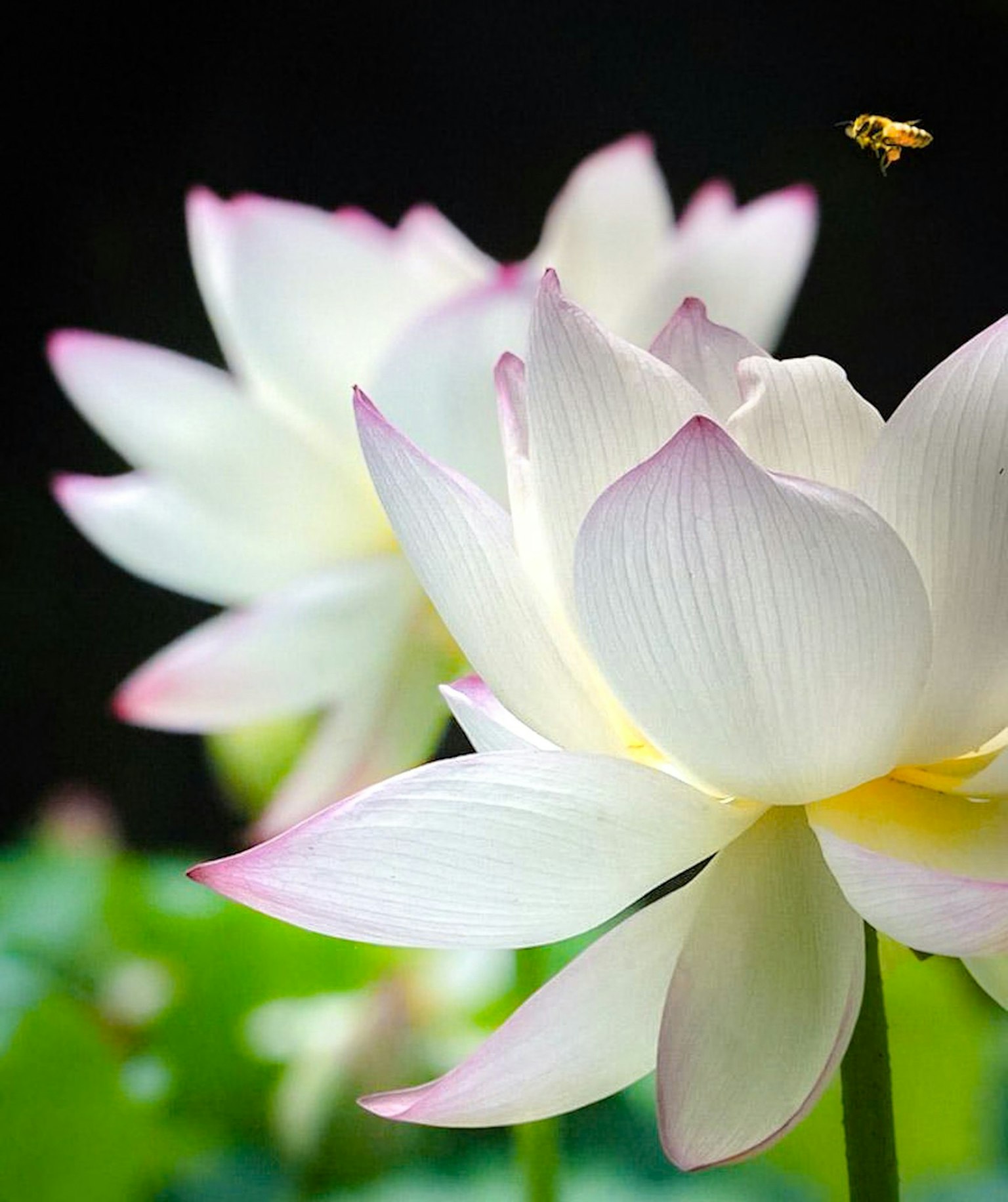 아름다운 흰색 연꽃과 분홍색 끝이 있는 꽃과 근처를 나는 벌
