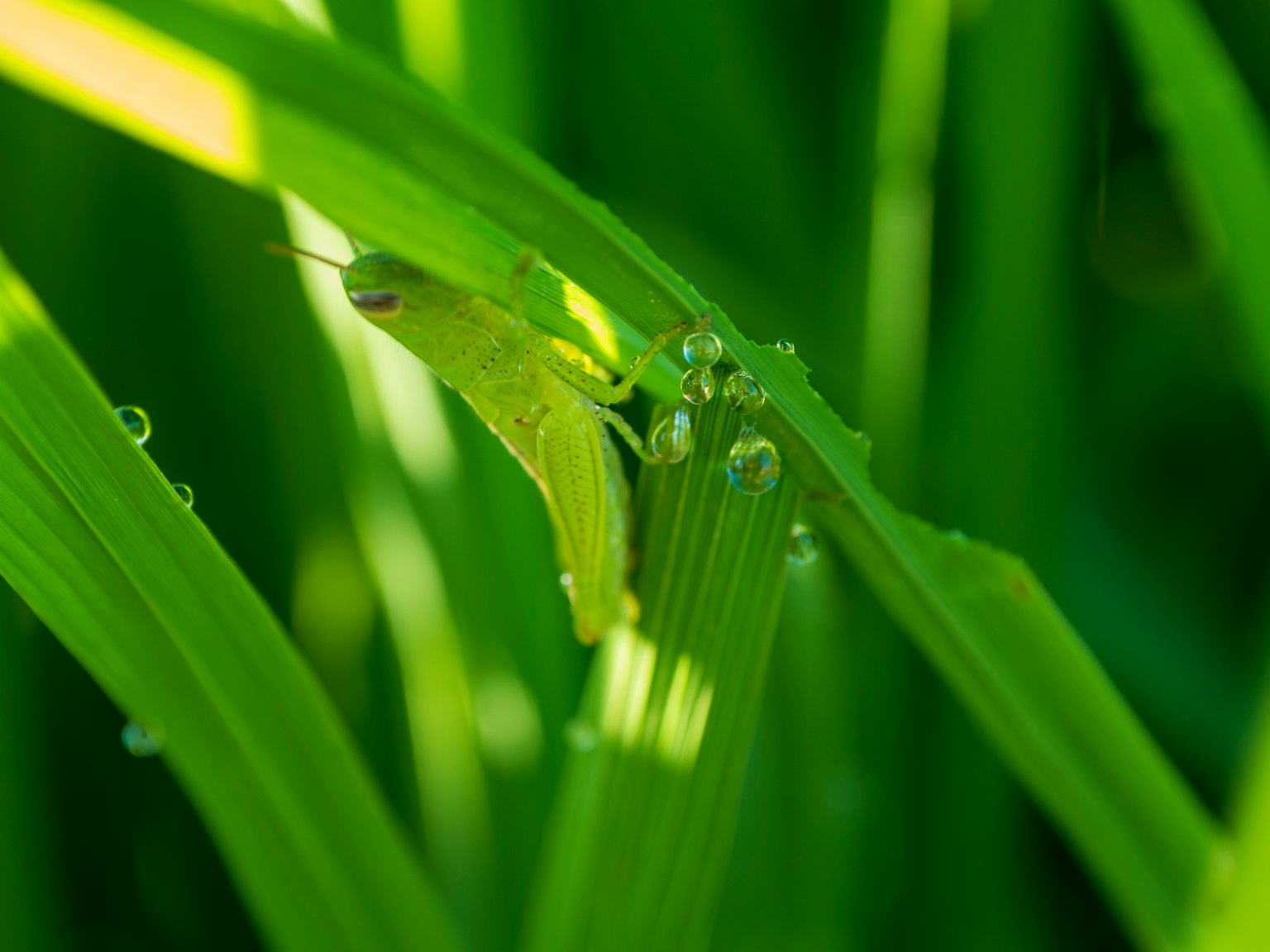Petite sauterelle verte sur des feuilles vertes avec des gouttes d'eau