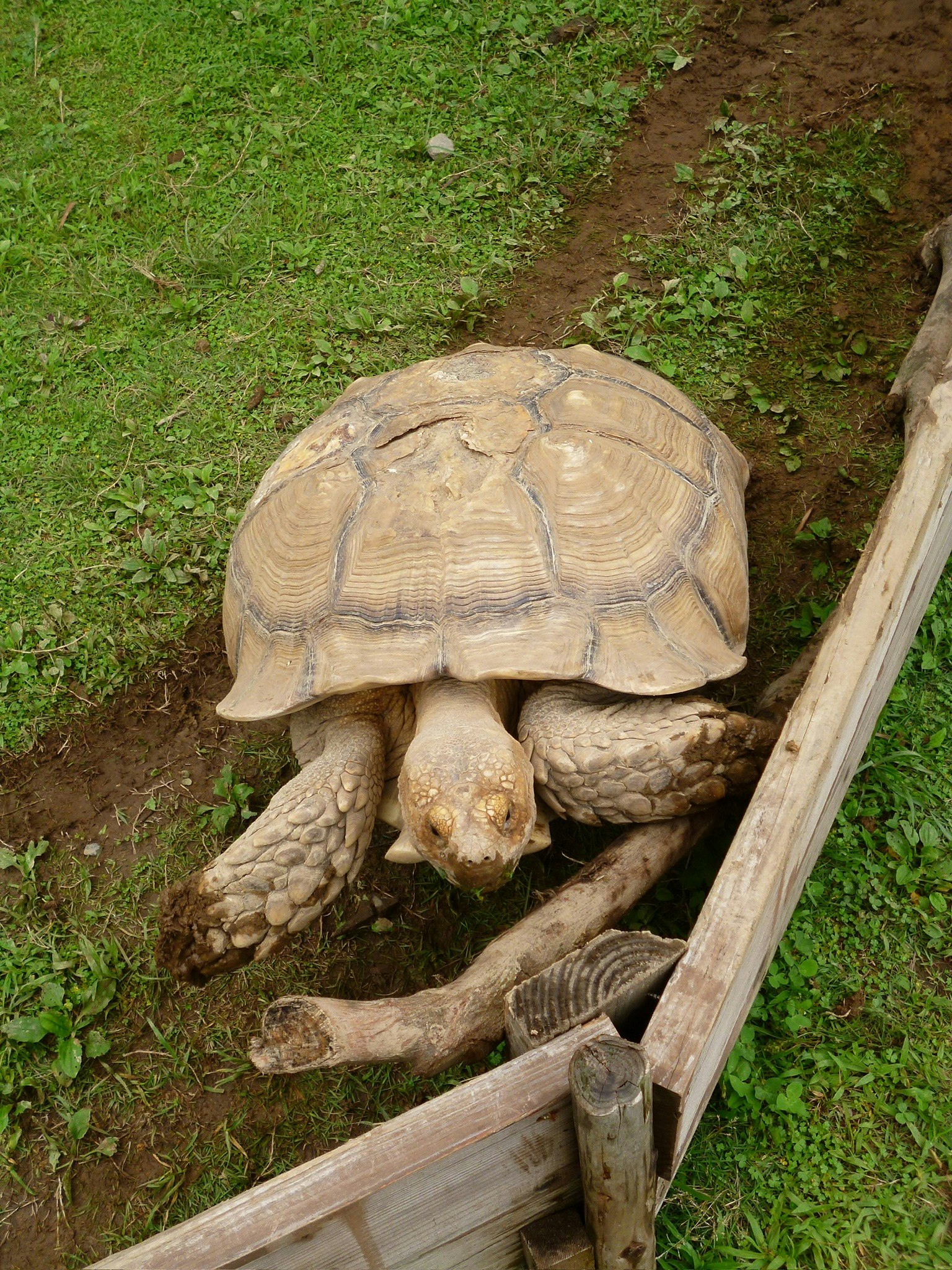 a tortoise showing its shell inside an outdoor dirt enclosure