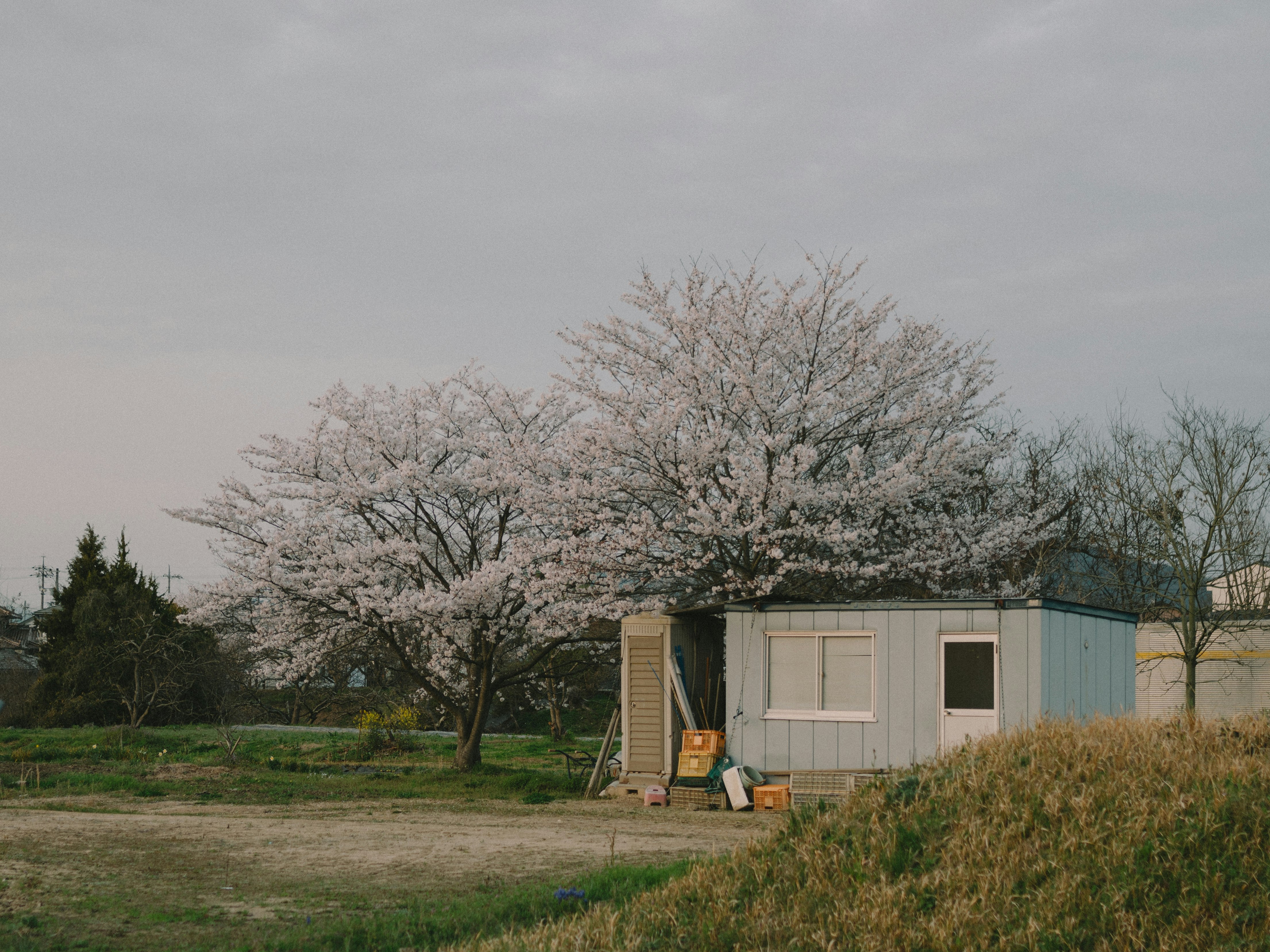 桜の木と小さなプレハブ小屋のある田園風景