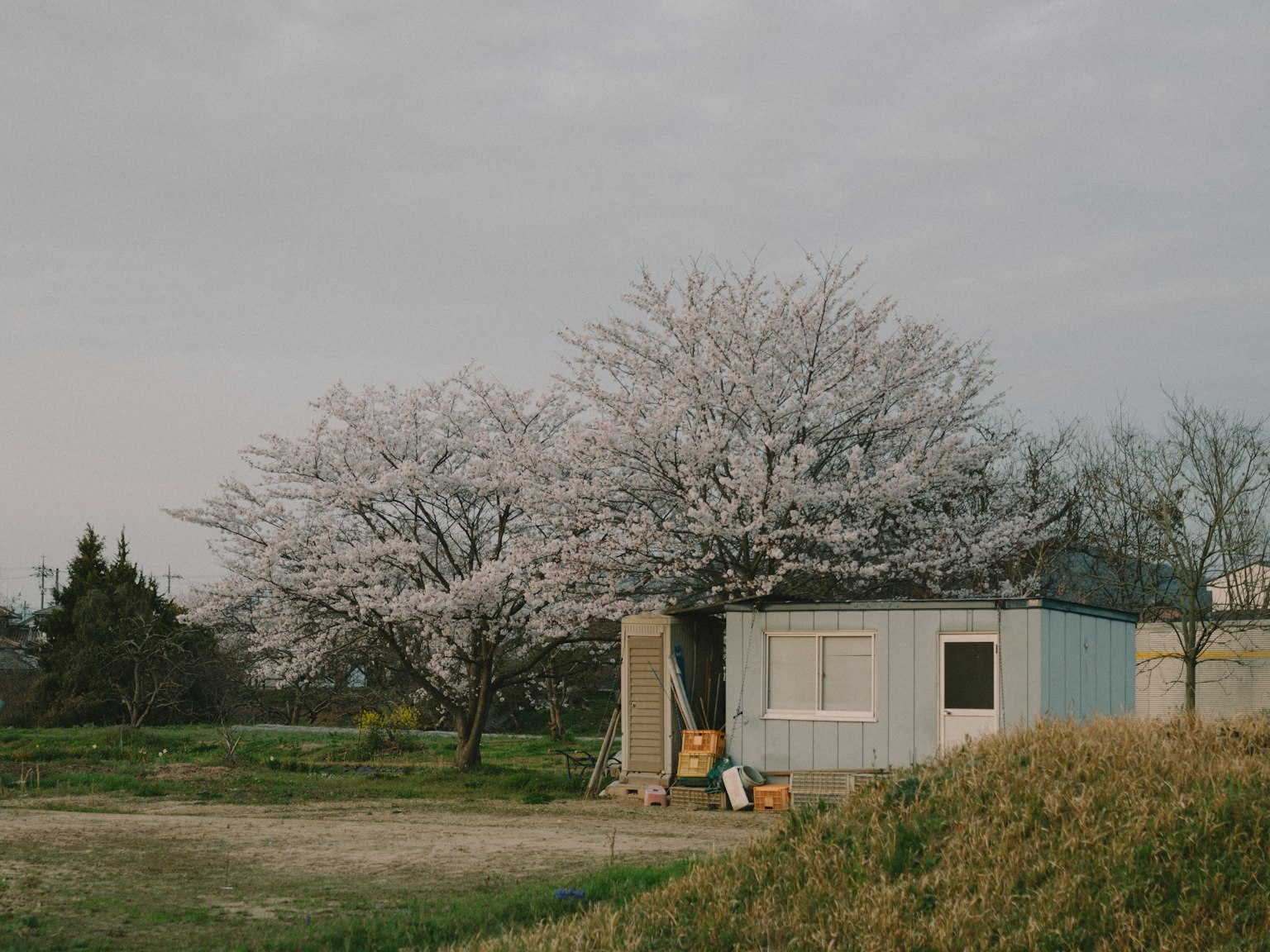 Scenic view of a rural shed beside a blooming cherry blossom tree